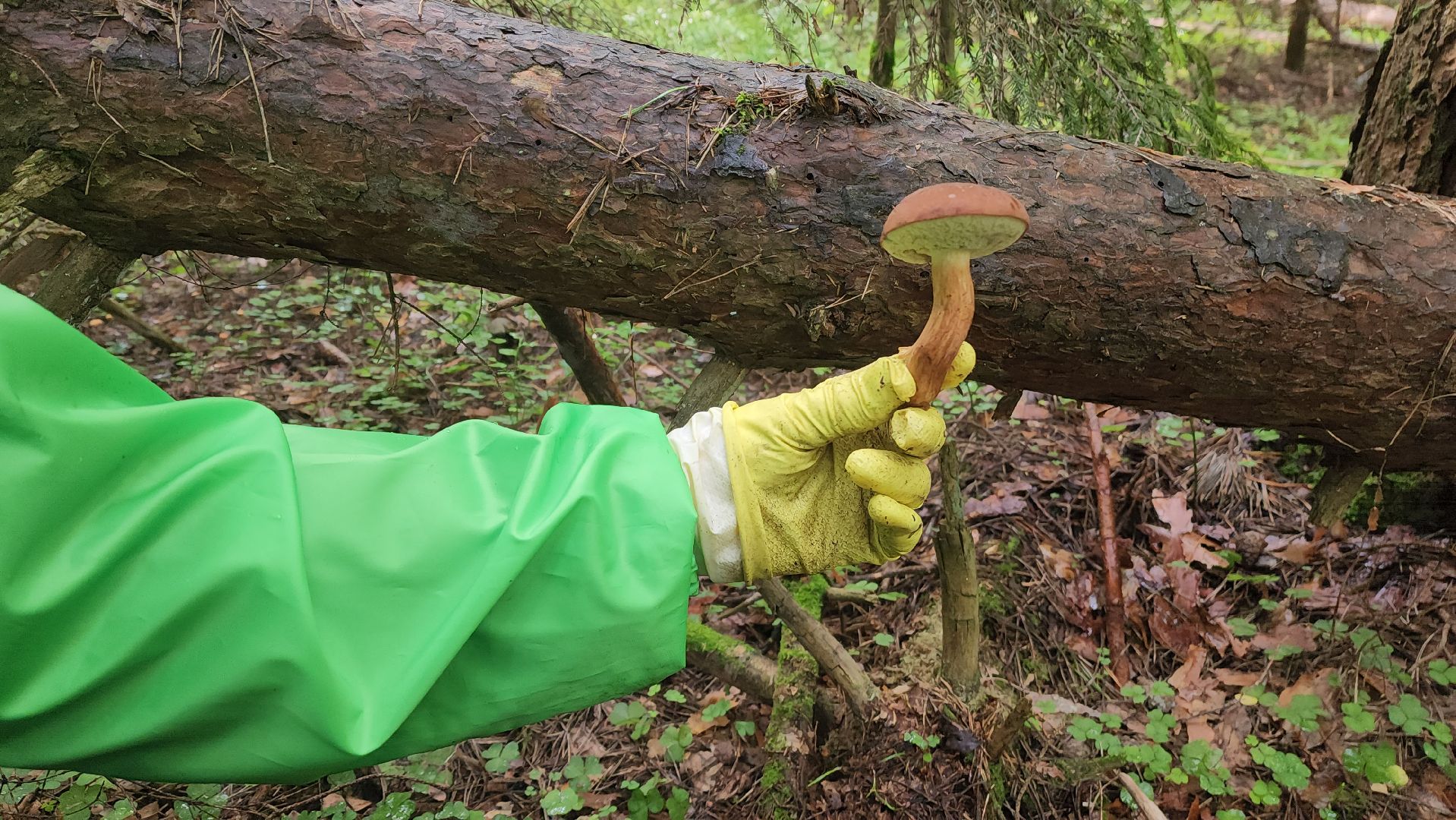 красноармейск, городской округ пушкинский, тихая охота, грибы в лесу,
