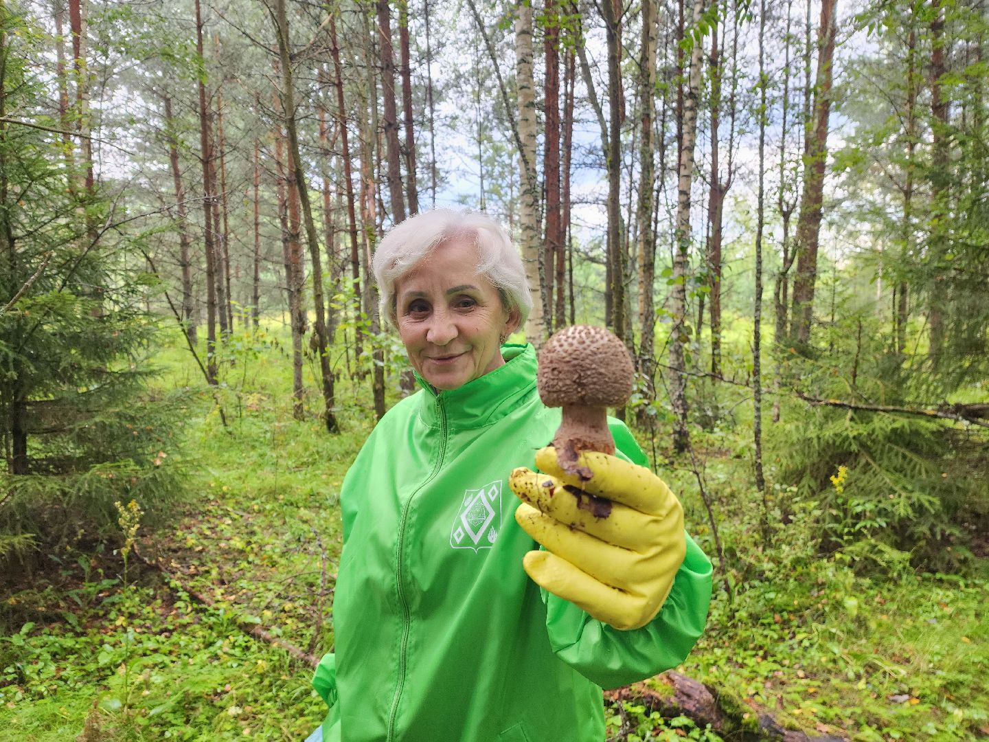 красноармейск, городской округ пушкинский, тихая охота, грибы в лесу,