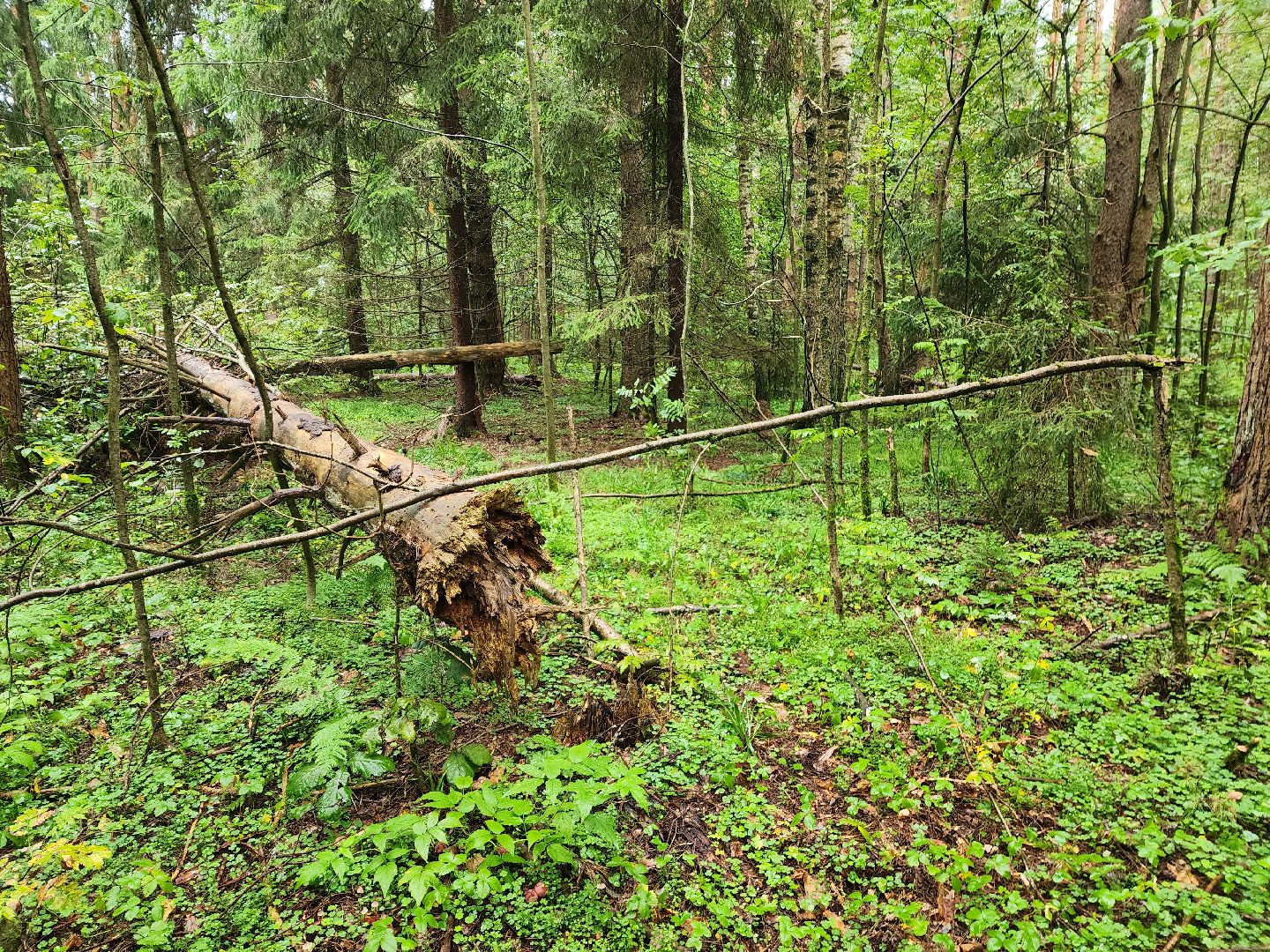 красноармейск, городской округ пушкинский, тихая охота, грибы в лесу,
