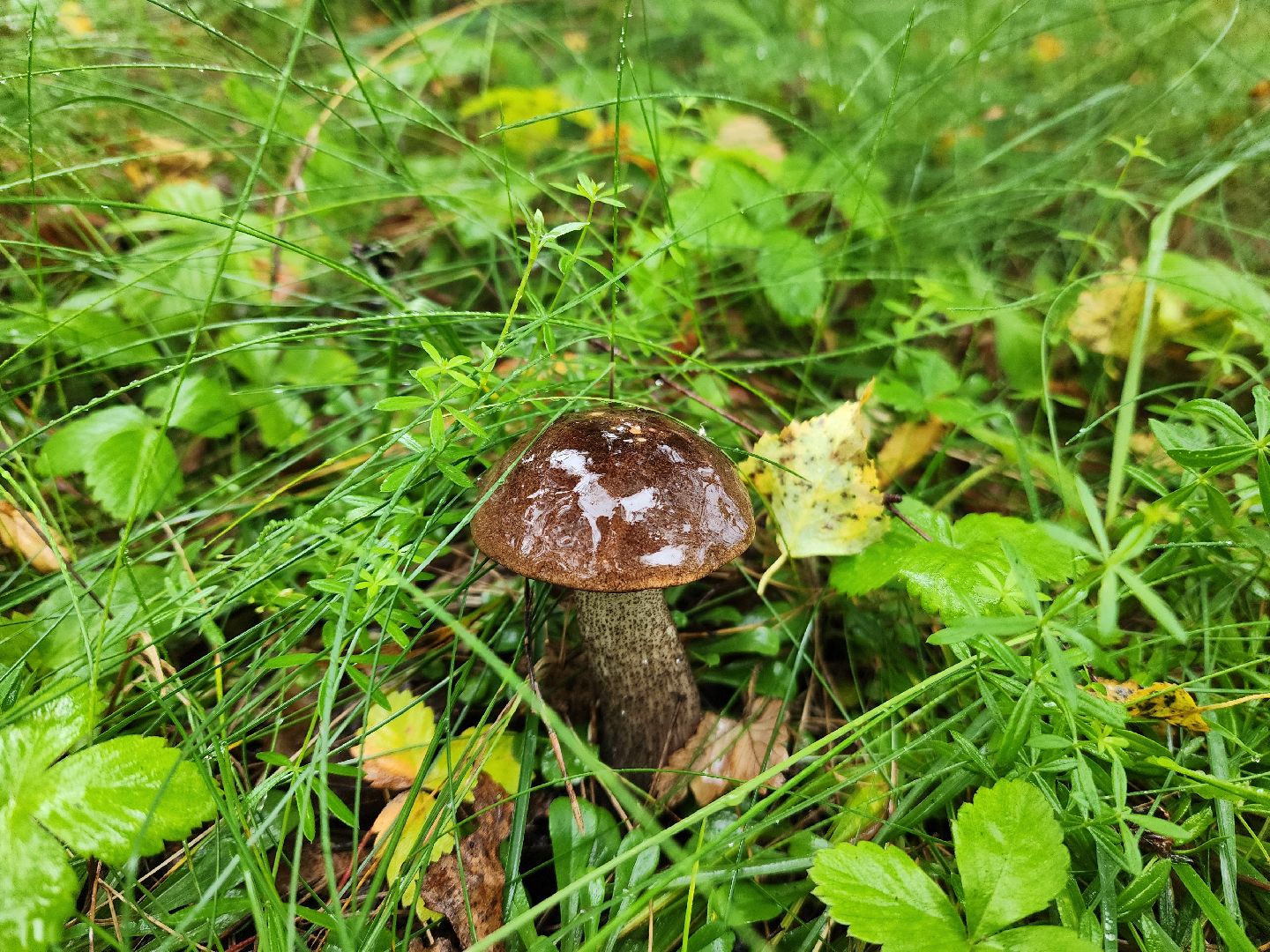 красноармейск, городской округ пушкинский, тихая охота, грибы в лесу,