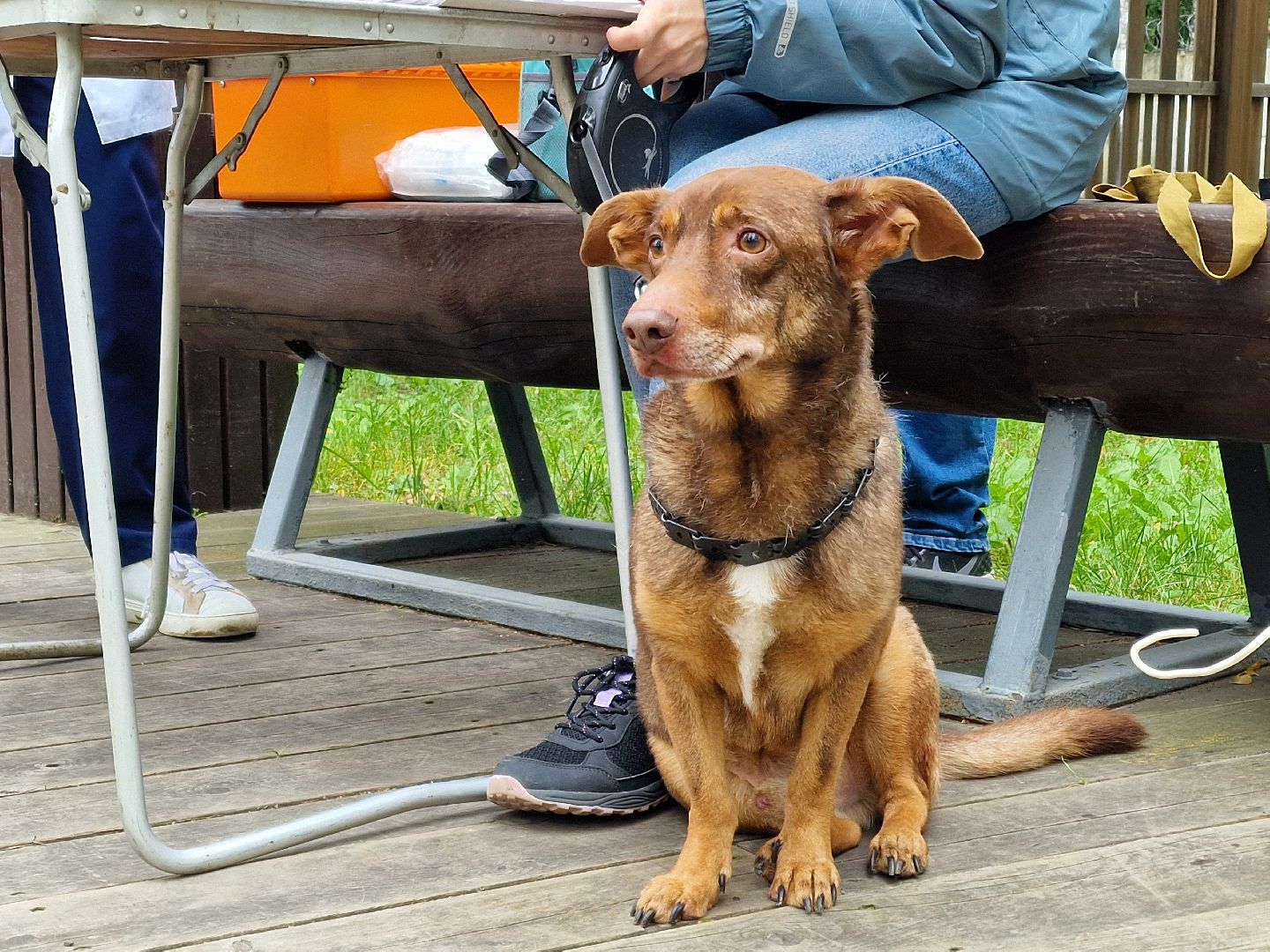 вакцинация от бешенства в балашихе, никольско-архангельский парк балашиха,