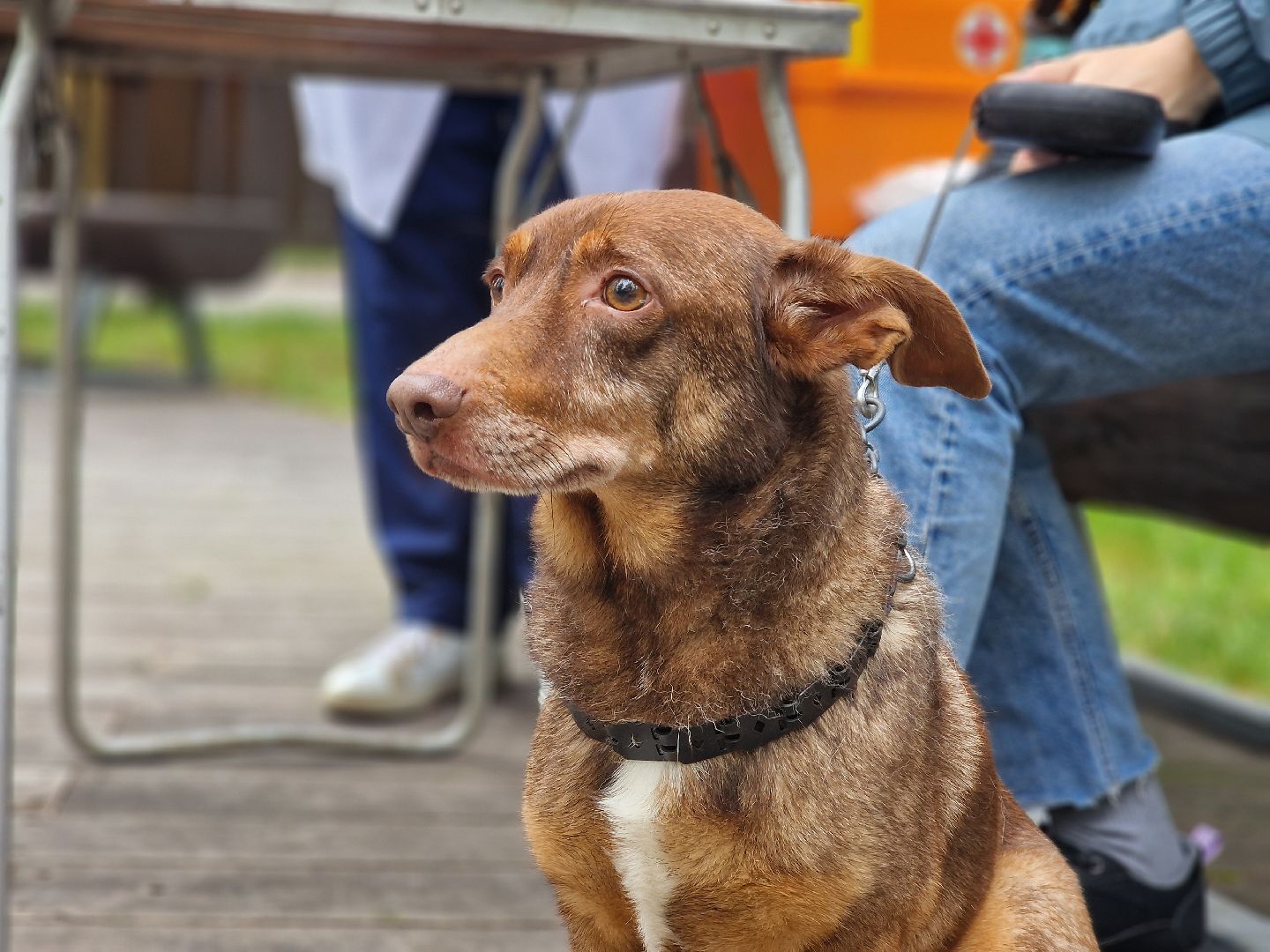 вакцинация от бешенства в балашихе, никольско-архангельский парк балашиха,