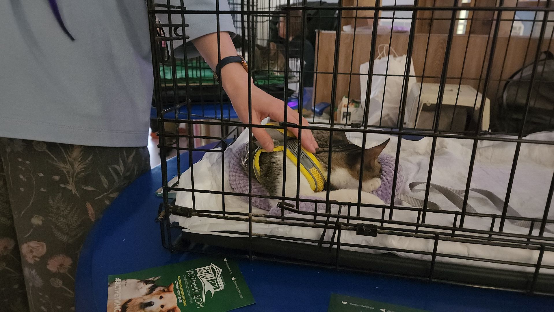 пушкино, пристройство щенков, бездомные животные, котята, кошки, собаки, волонтерская деятельность, помощь животным,экологи, ветеринар,психолог, лекции,