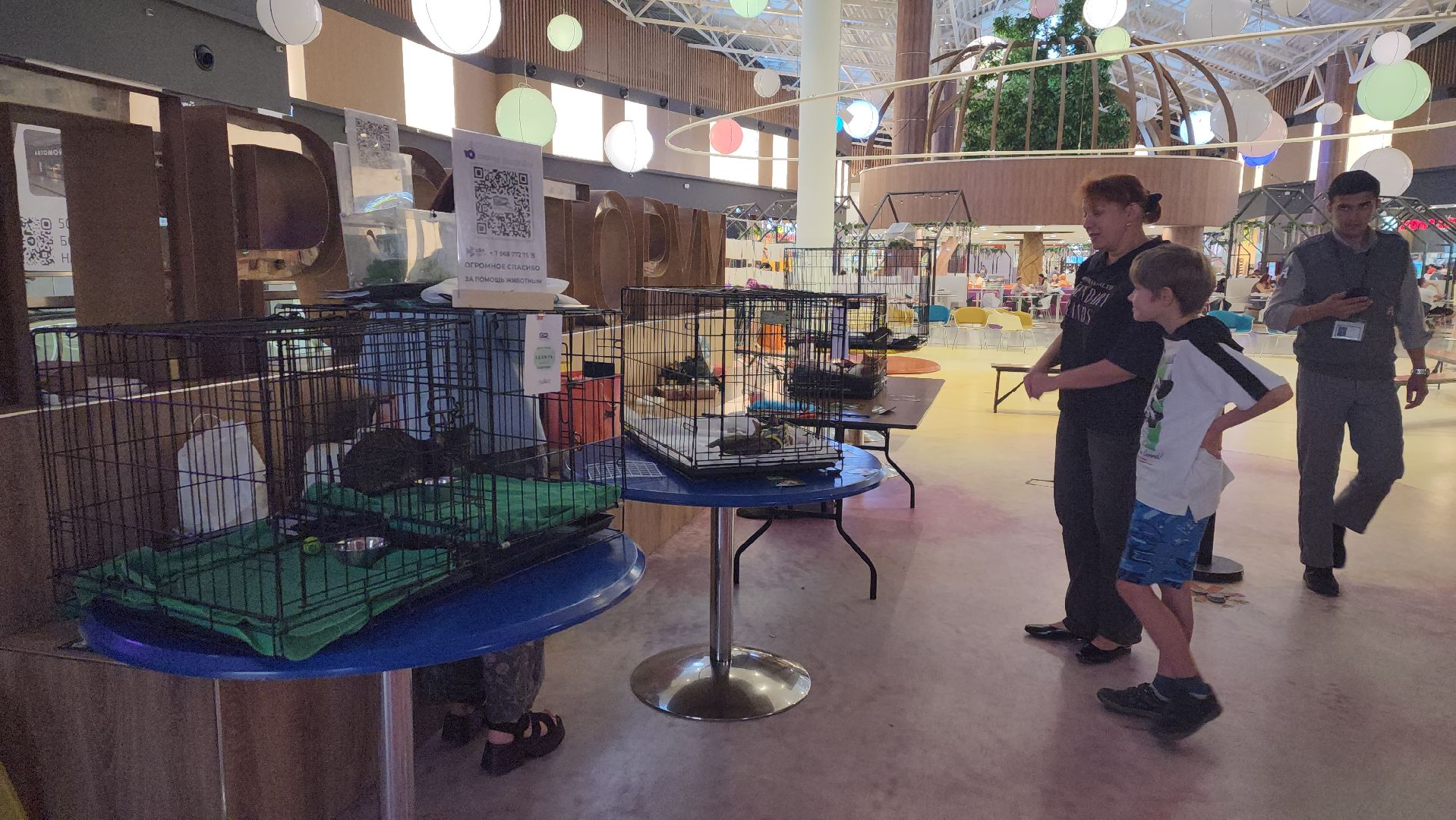 пушкино, пристройство щенков, бездомные животные, котята, кошки, собаки, волонтерская деятельность, помощь животным,экологи, ветеринар,психолог, лекции,