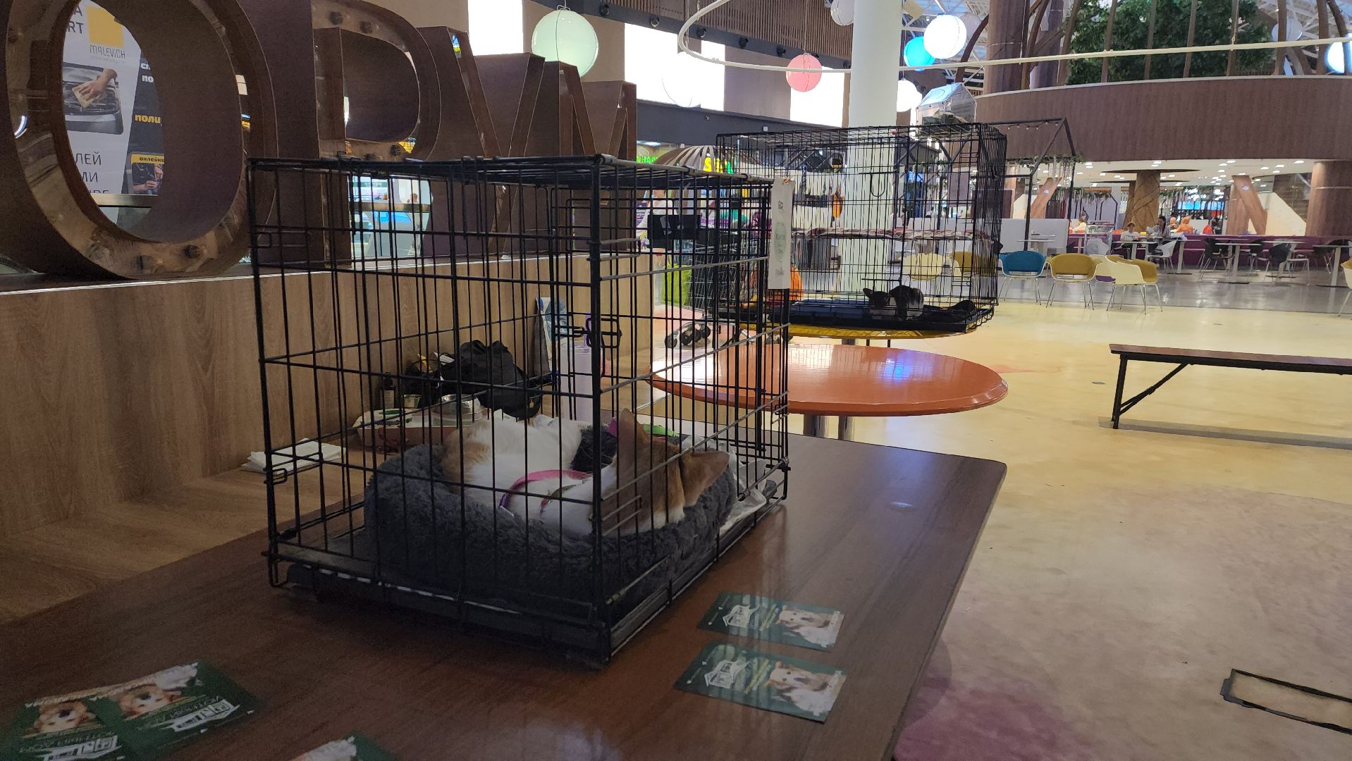 пушкино, пристройство щенков, бездомные животные, котята, кошки, собаки, волонтерская деятельность, помощь животным,экологи, ветеринар,психолог, лекции,