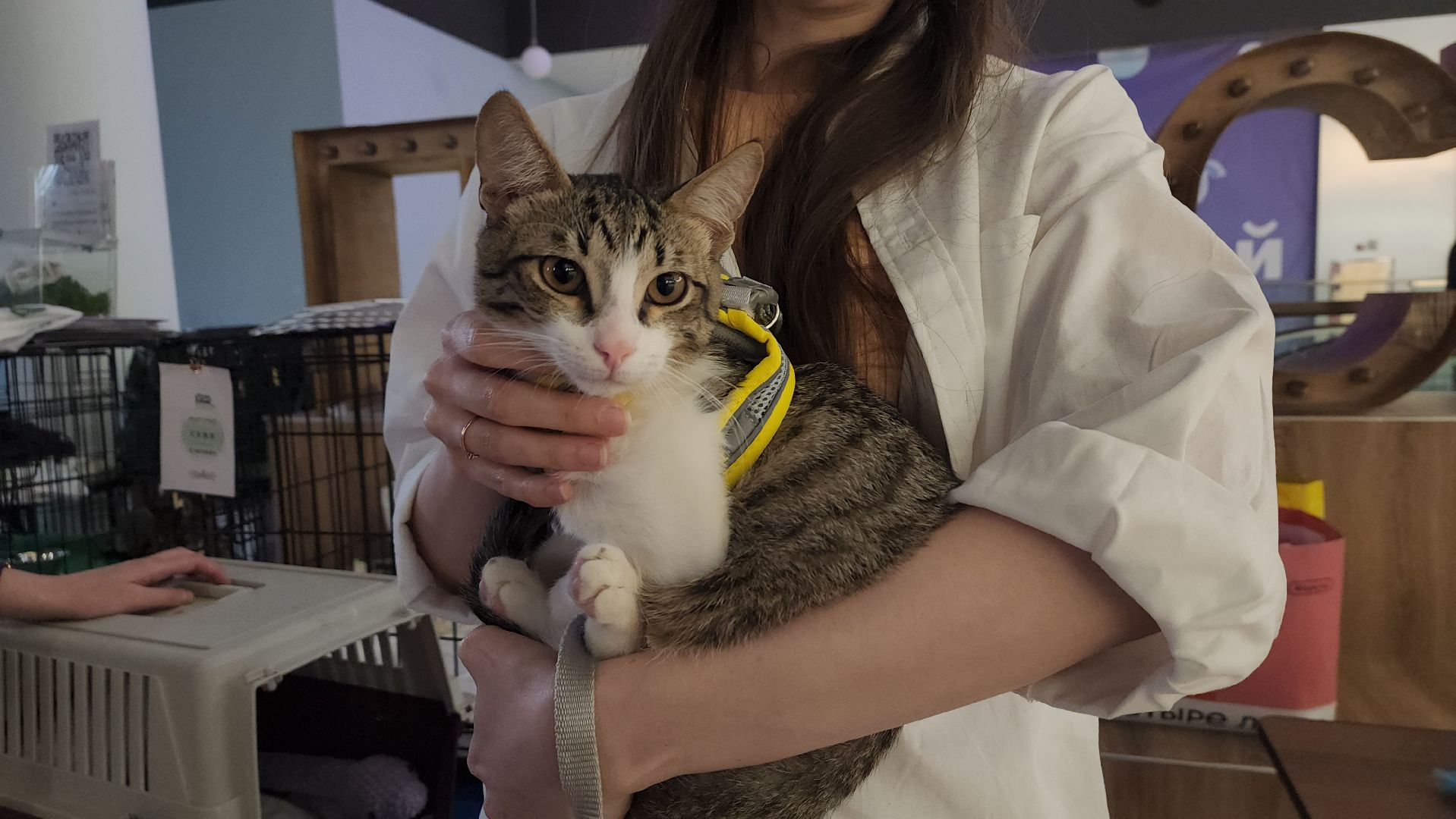 пушкино, пристройство щенков, бездомные животные, котята, кошки, собаки, волонтерская деятельность, помощь животным,экологи, ветеринар,психолог, лекции,