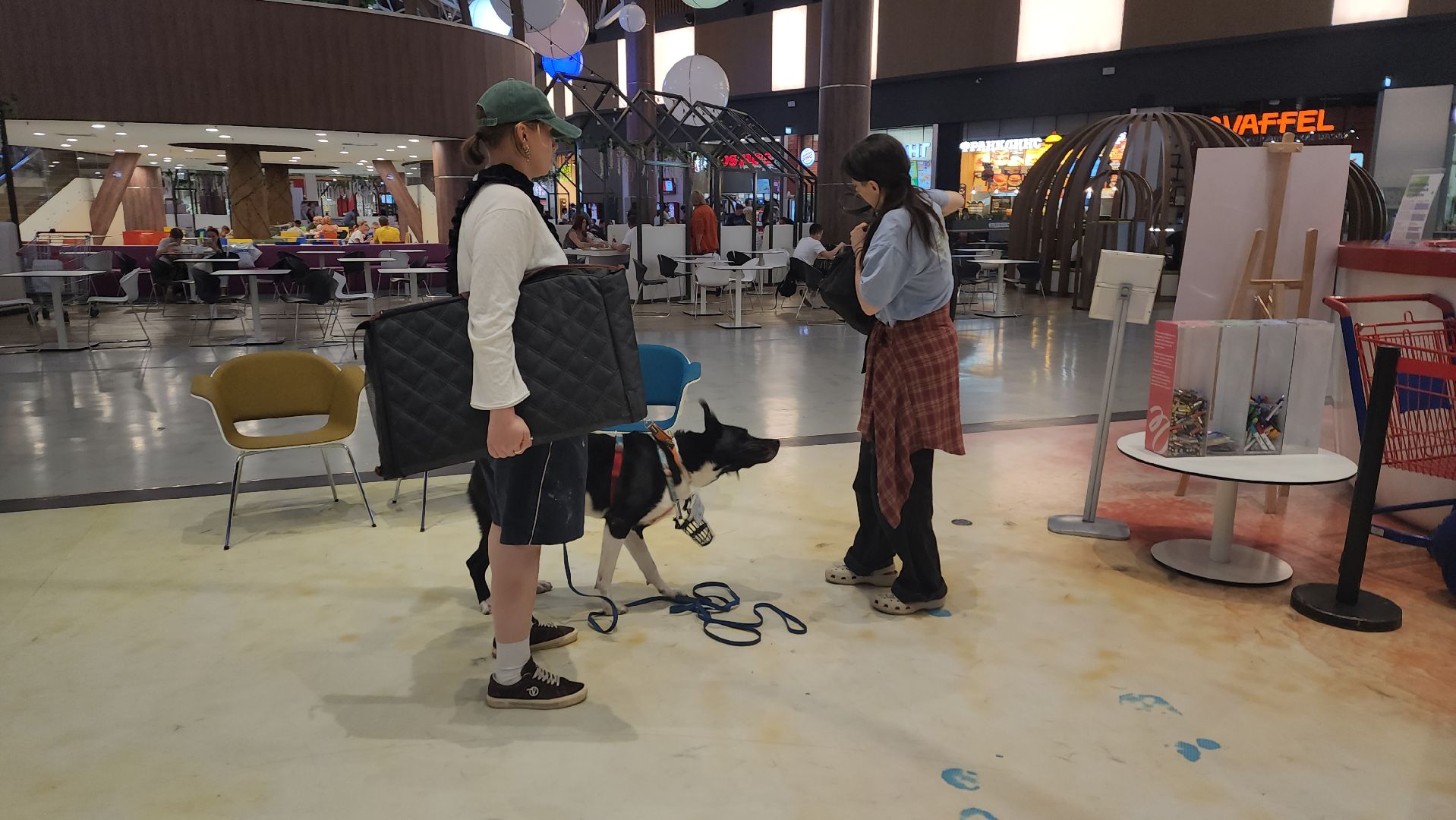 пушкино, пристройство щенков, бездомные животные, котята, кошки, собаки, волонтерская деятельность, помощь животным,экологи, ветеринар,психолог, лекции,