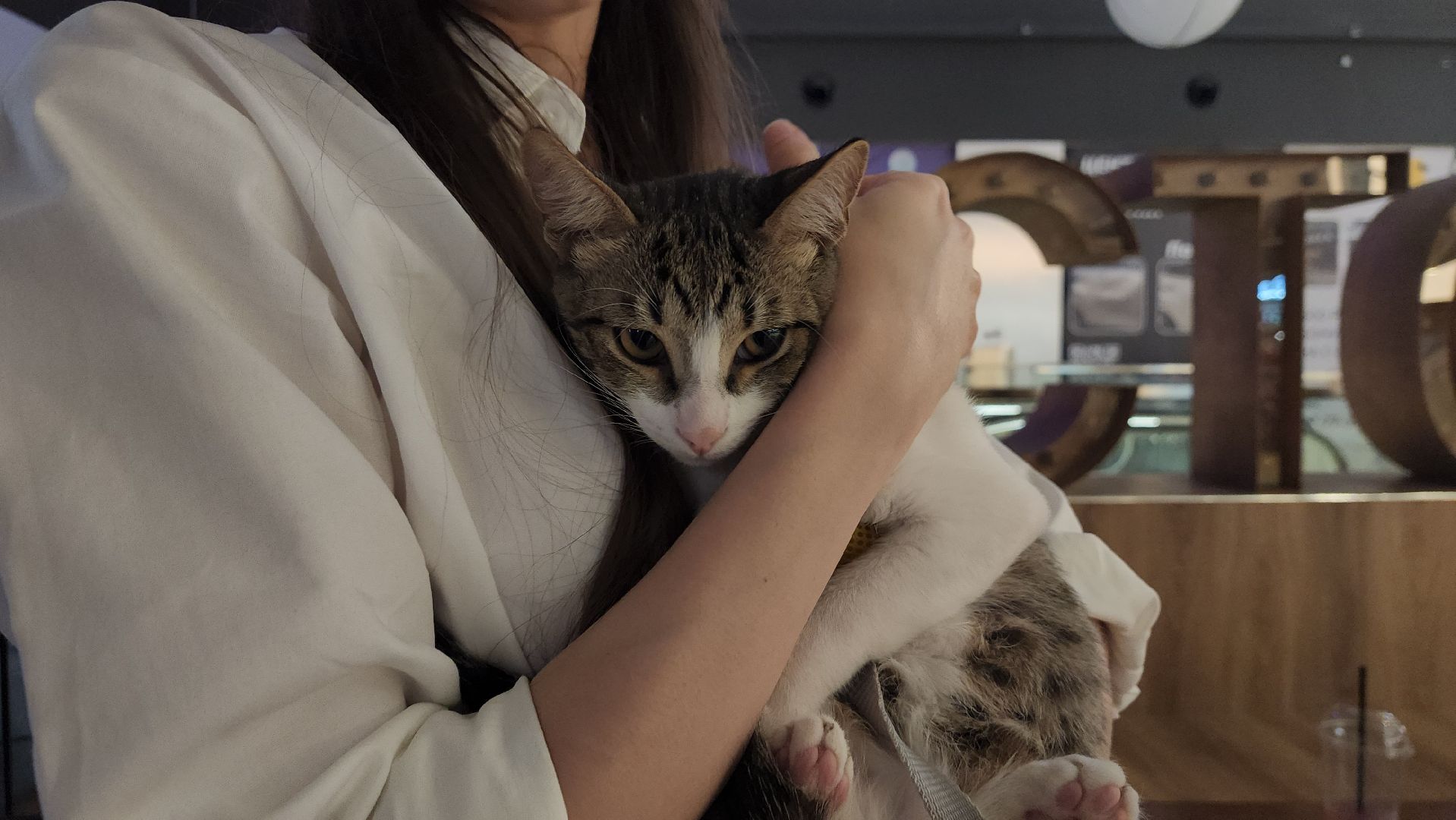 пушкино, пристройство щенков, бездомные животные, котята, кошки, собаки, волонтерская деятельность, помощь животным,экологи, ветеринар,психолог, лекции,