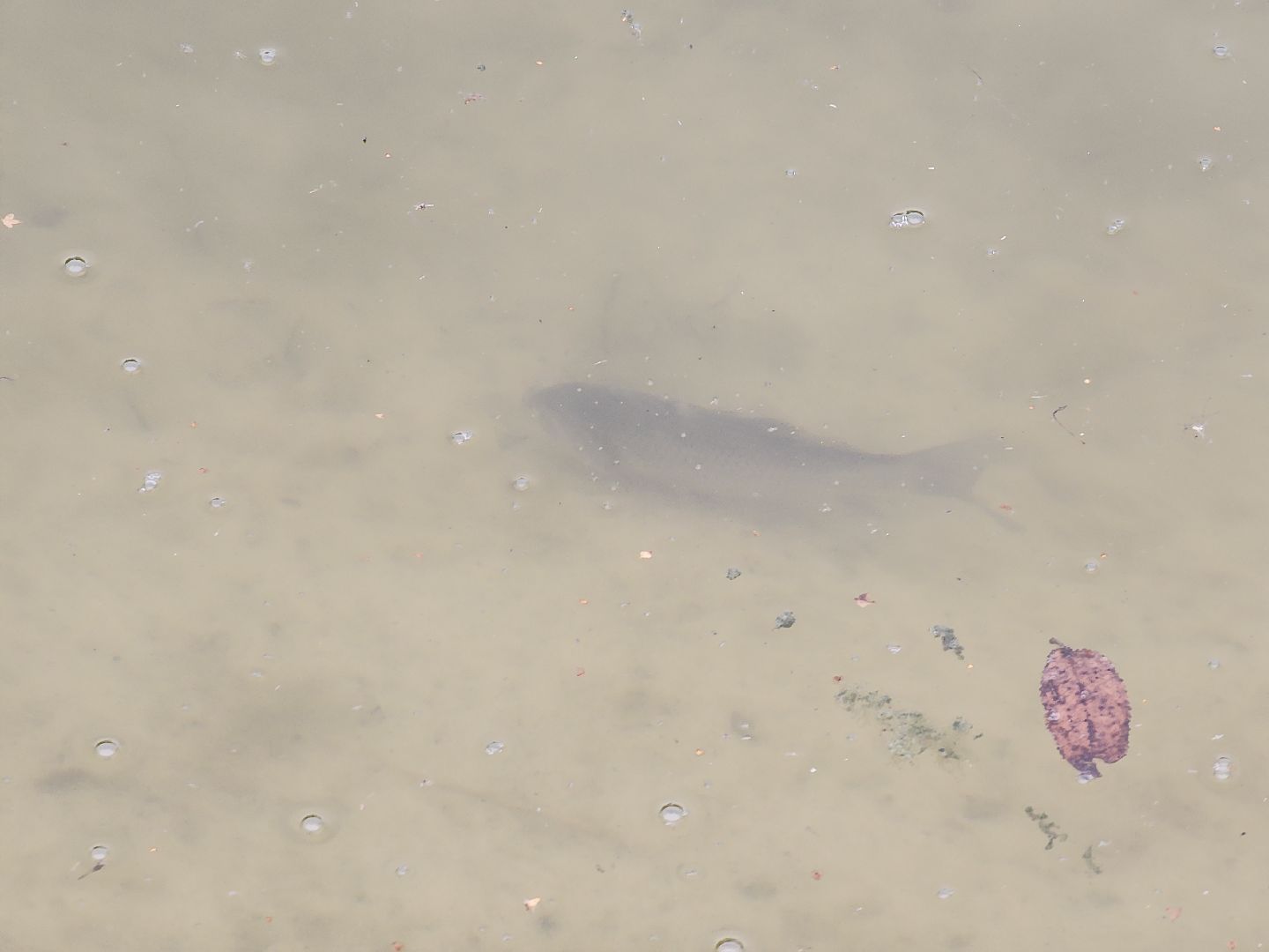 Егорьевск , Подмосковье , Московская область ,