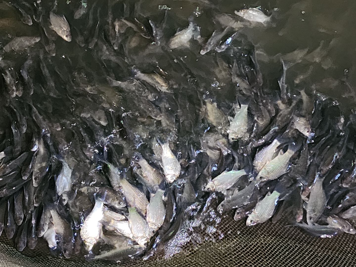 Егорьевск , Подмосковье , Московская область ,