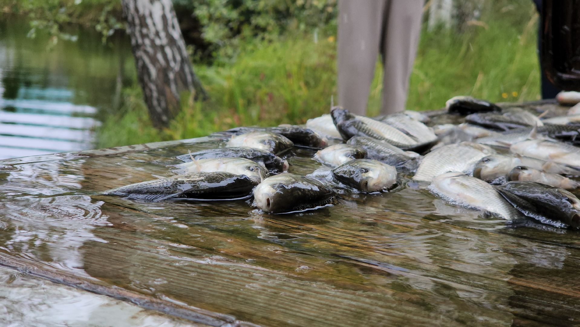 Егорьевск , Подмосковье , Московская область ,