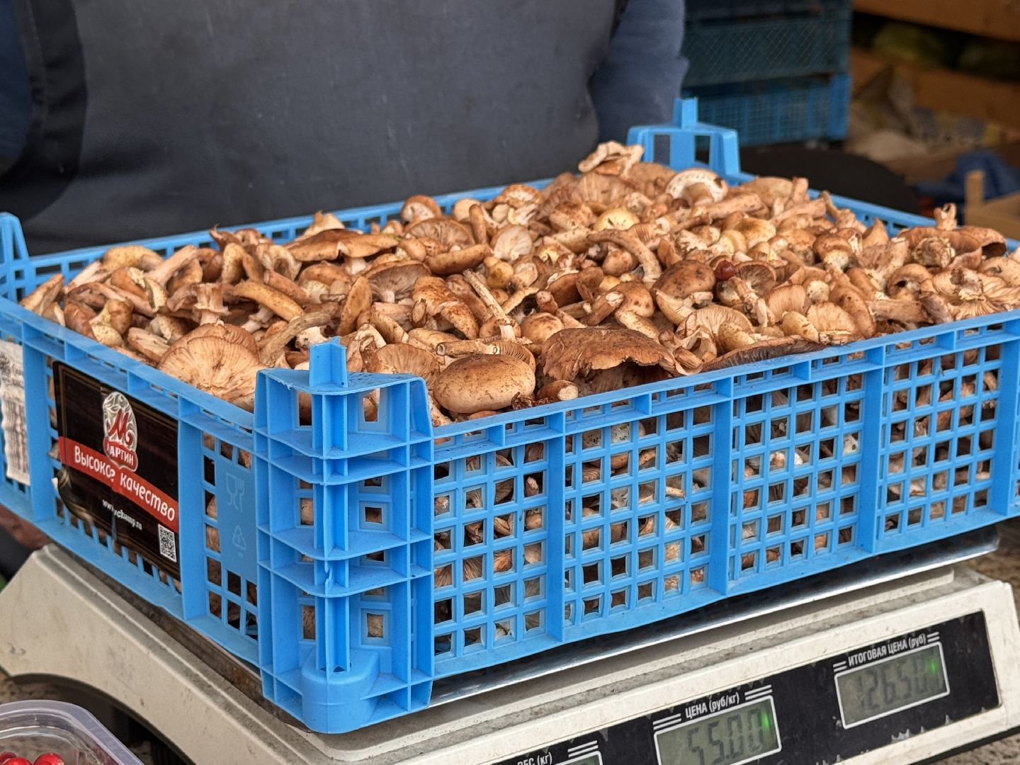 одинцовское подворье, Сезон грибов, Ветлаборатория Одинцова,