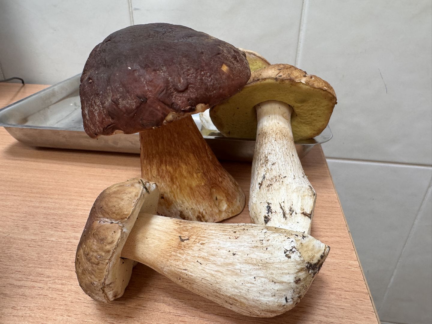 одинцовское подворье, Сезон грибов, Ветлаборатория Одинцова,