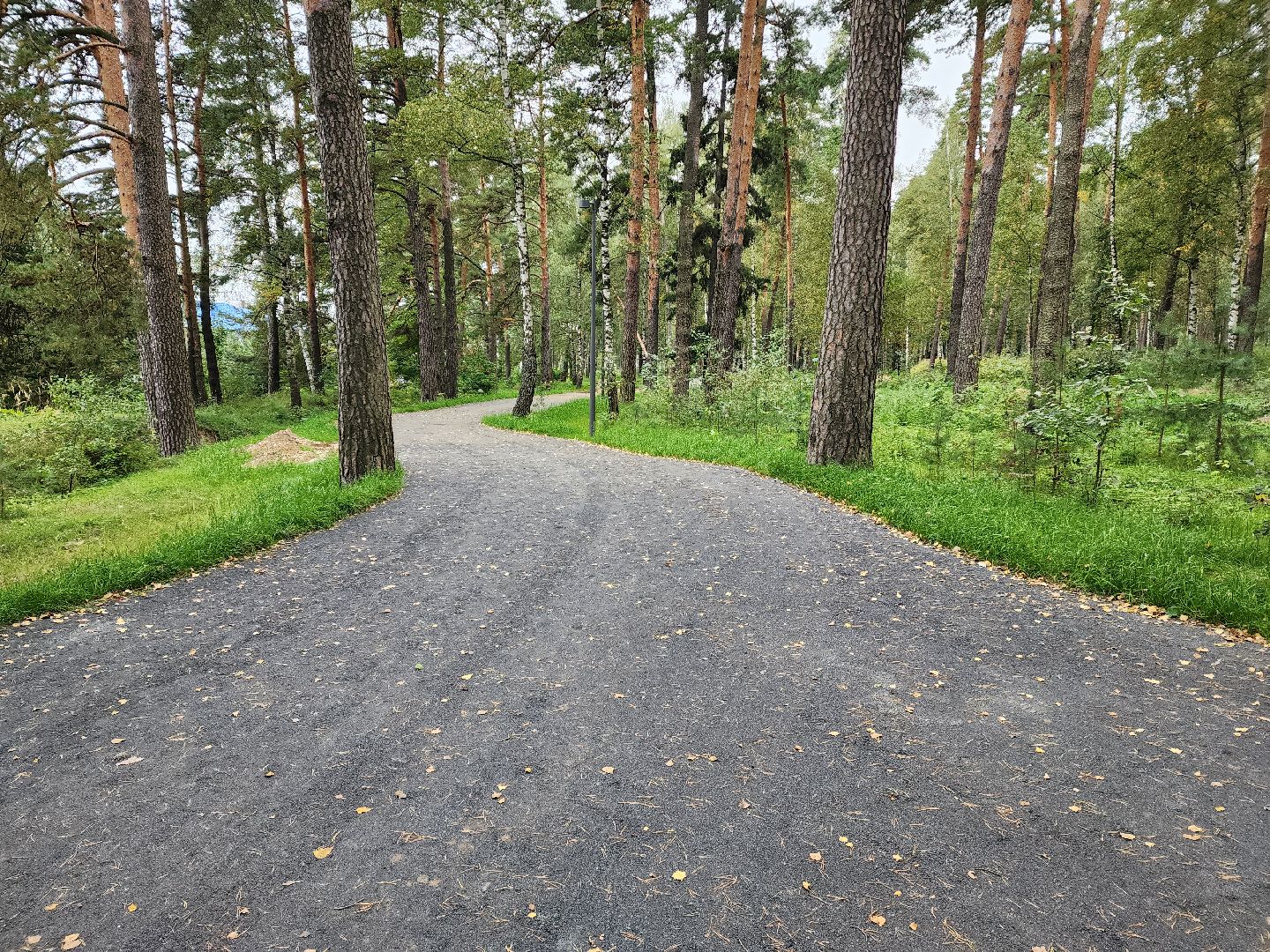 красноармейск, городской округ пушкинский, банный лес, лесопарк,