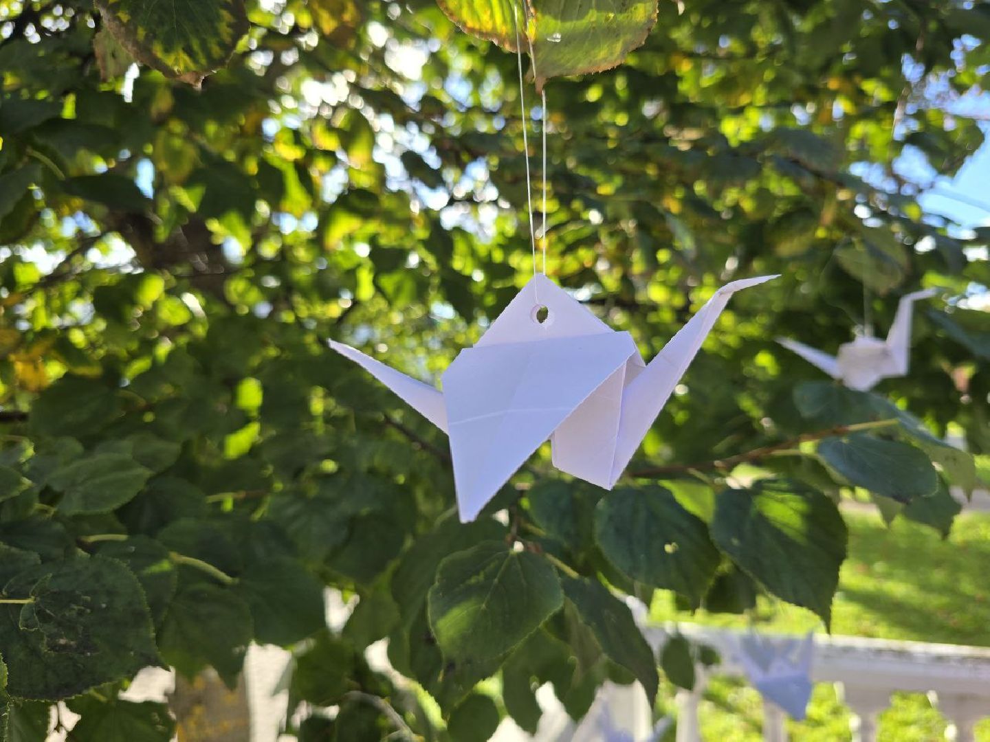 можайск, можайский муниципальный округ, подмосковье, дерево памяти, теракт, День солидарности в борьбе с терроризмом, борьба с терроризмом ,