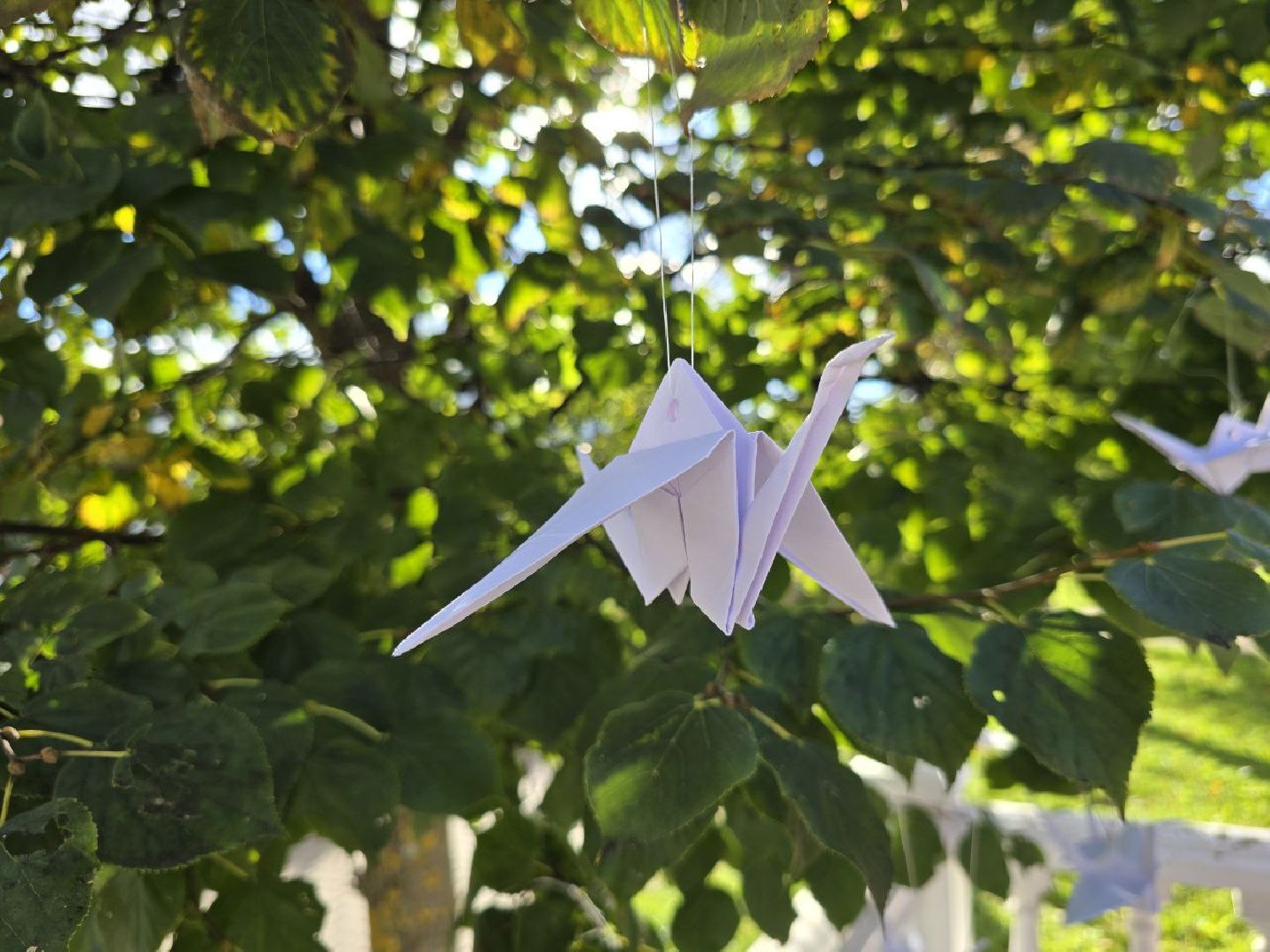 можайск, можайский муниципальный округ, подмосковье, дерево памяти, теракт, День солидарности в борьбе с терроризмом, борьба с терроризмом ,