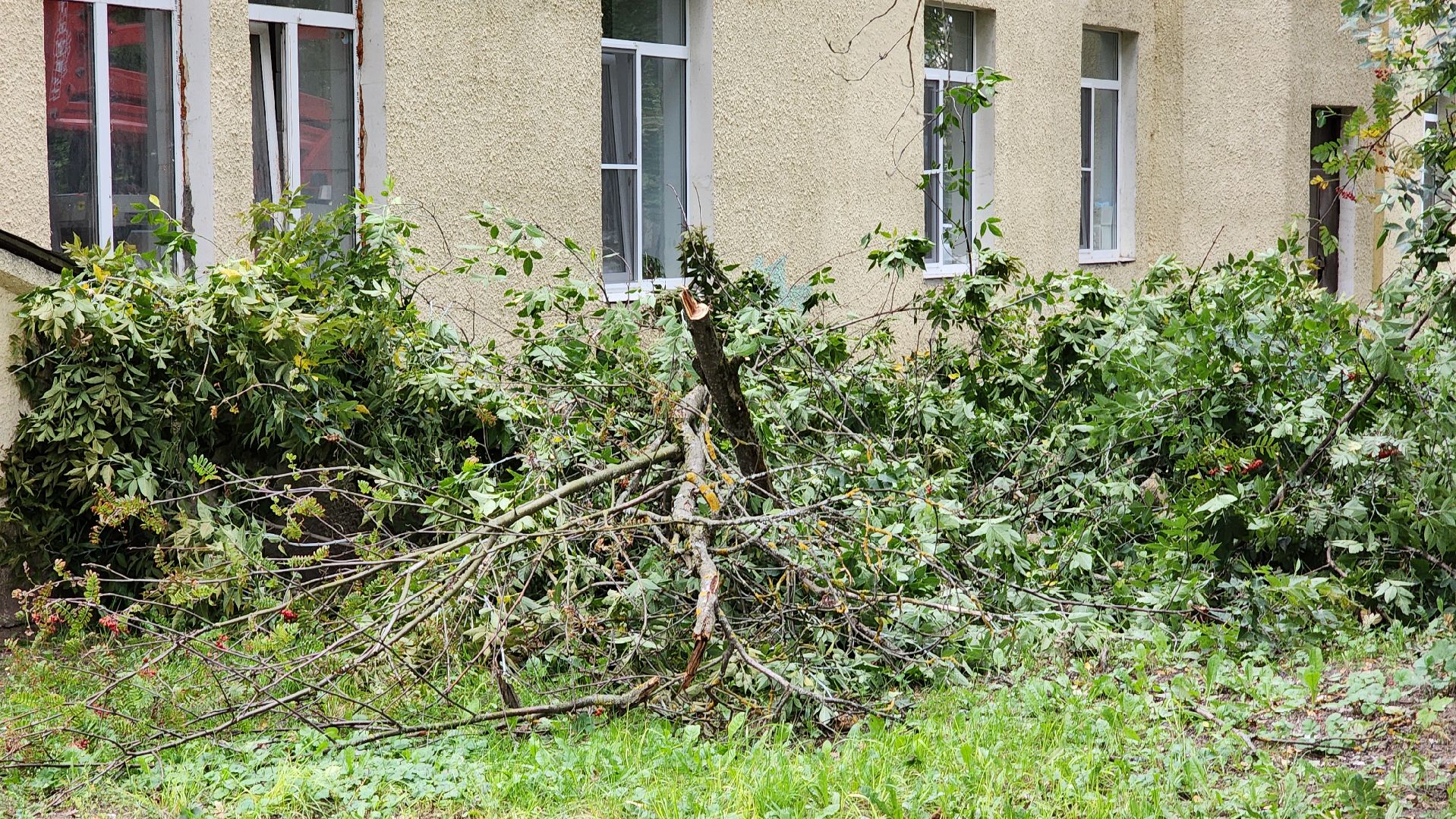 Руза, Тучково , благоустройство, аварийные деревья,