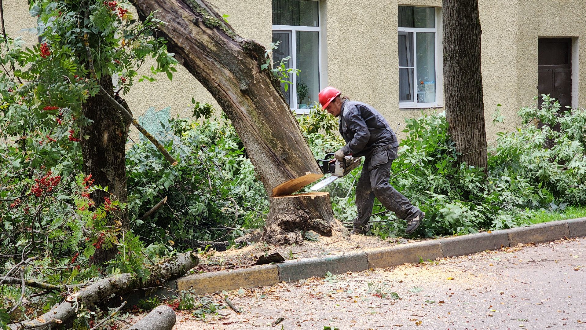 Руза, Тучково , благоустройство, аварийные деревья,