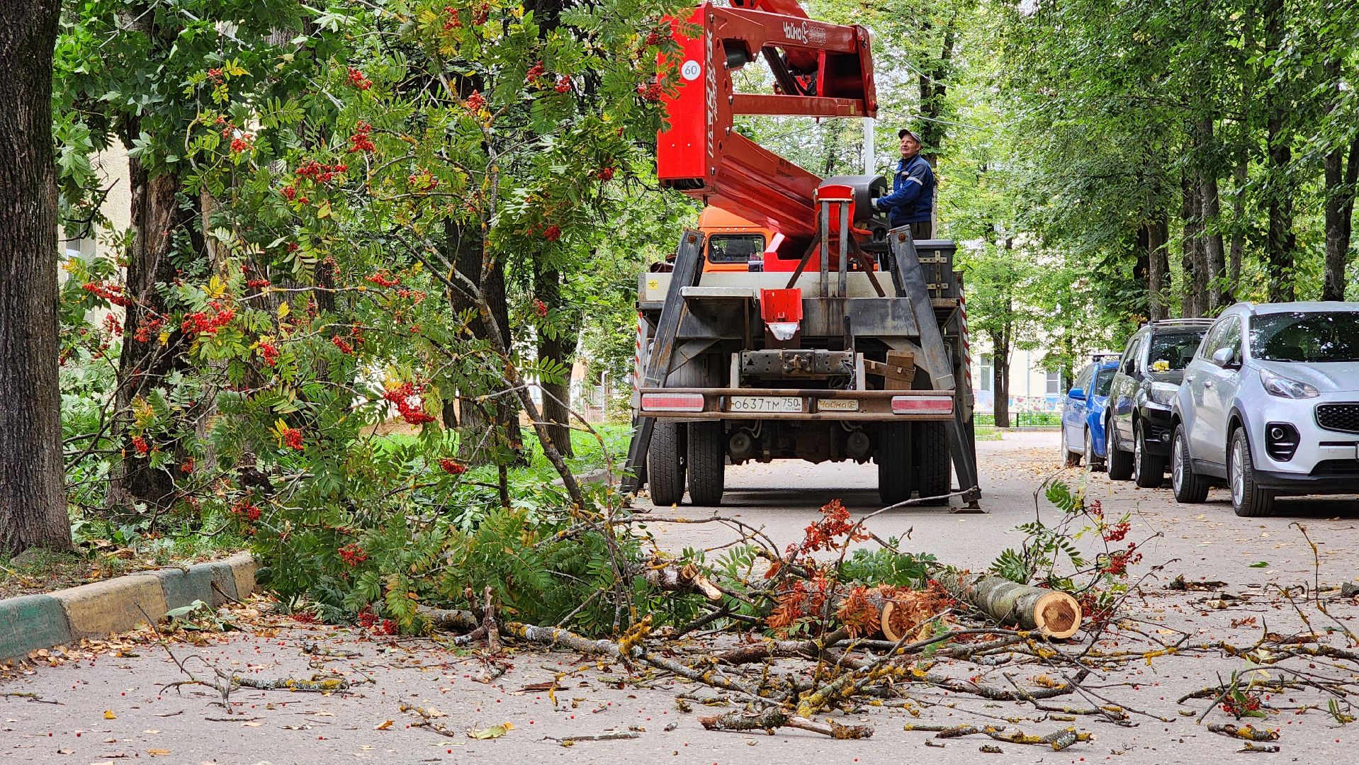 Руза, Тучково , благоустройство, аварийные деревья,