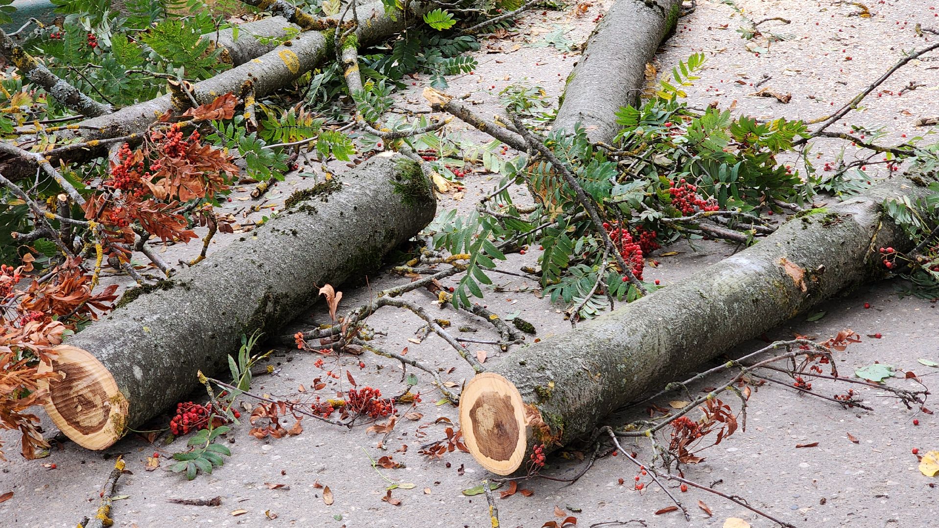 Руза, Тучково , благоустройство, аварийные деревья,