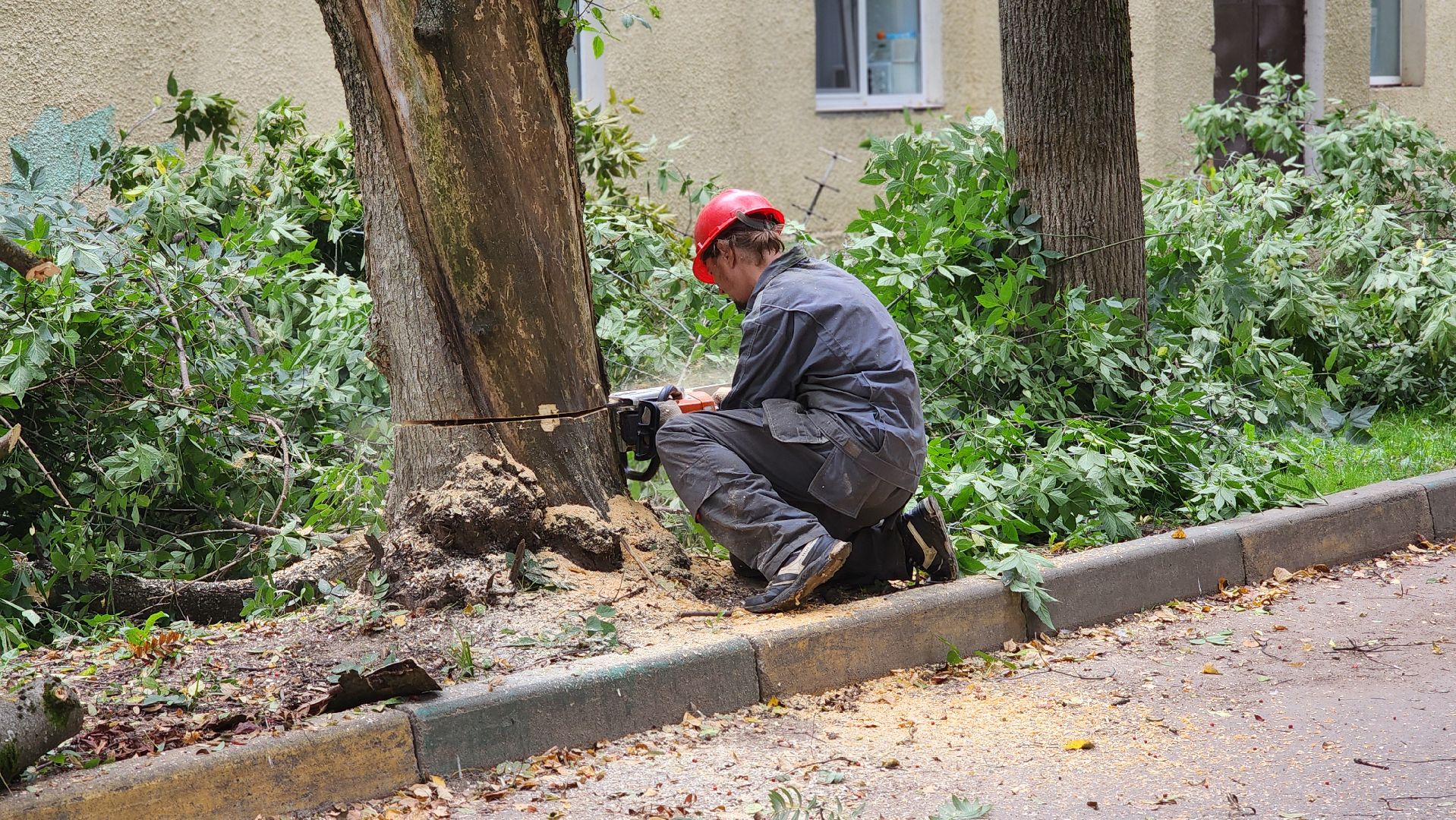 Руза, Тучково , благоустройство, аварийные деревья,