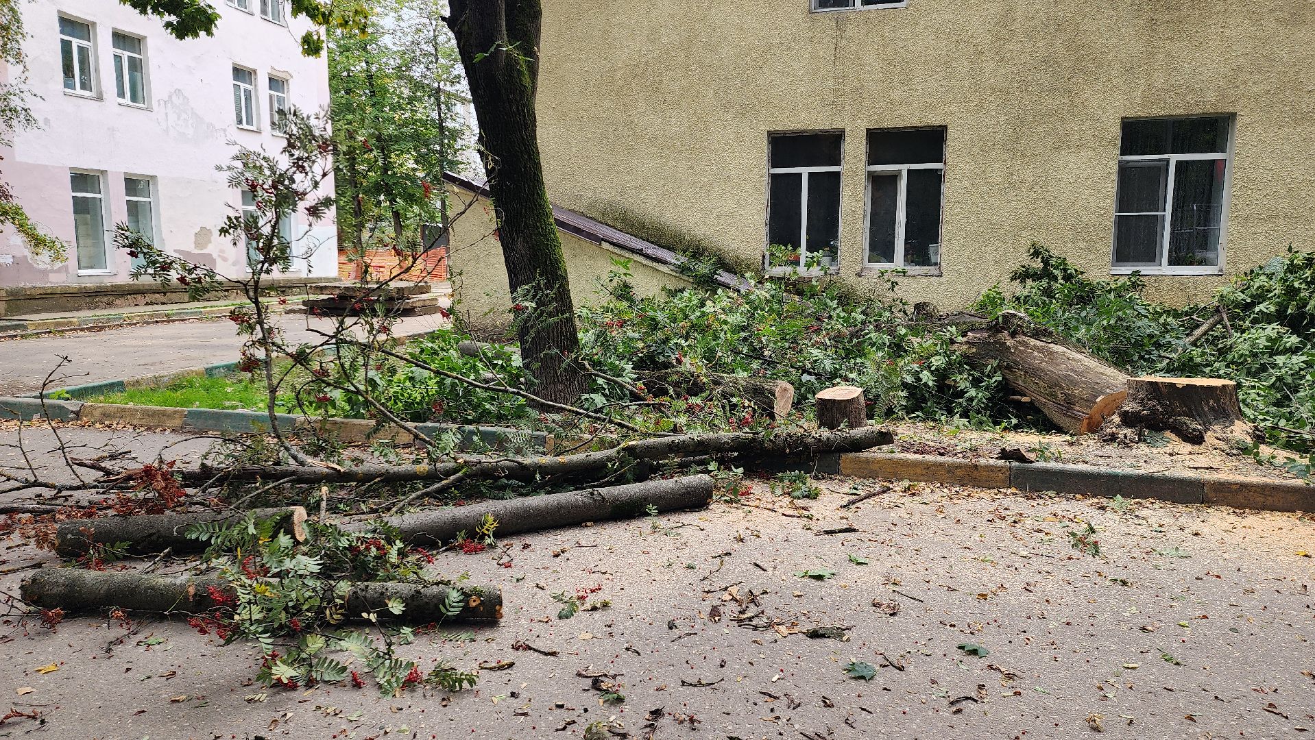 Руза, Тучково , благоустройство, аварийные деревья,