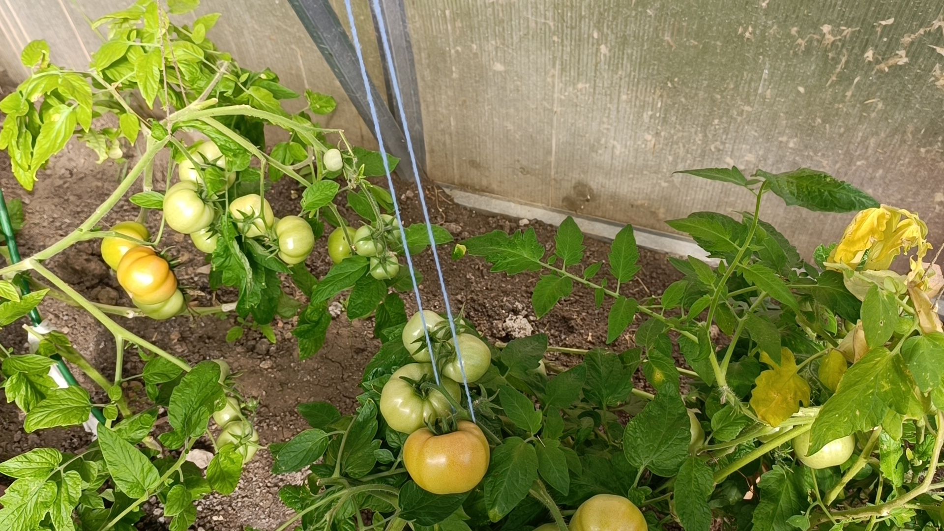 лобня, школа, урожай, овз,