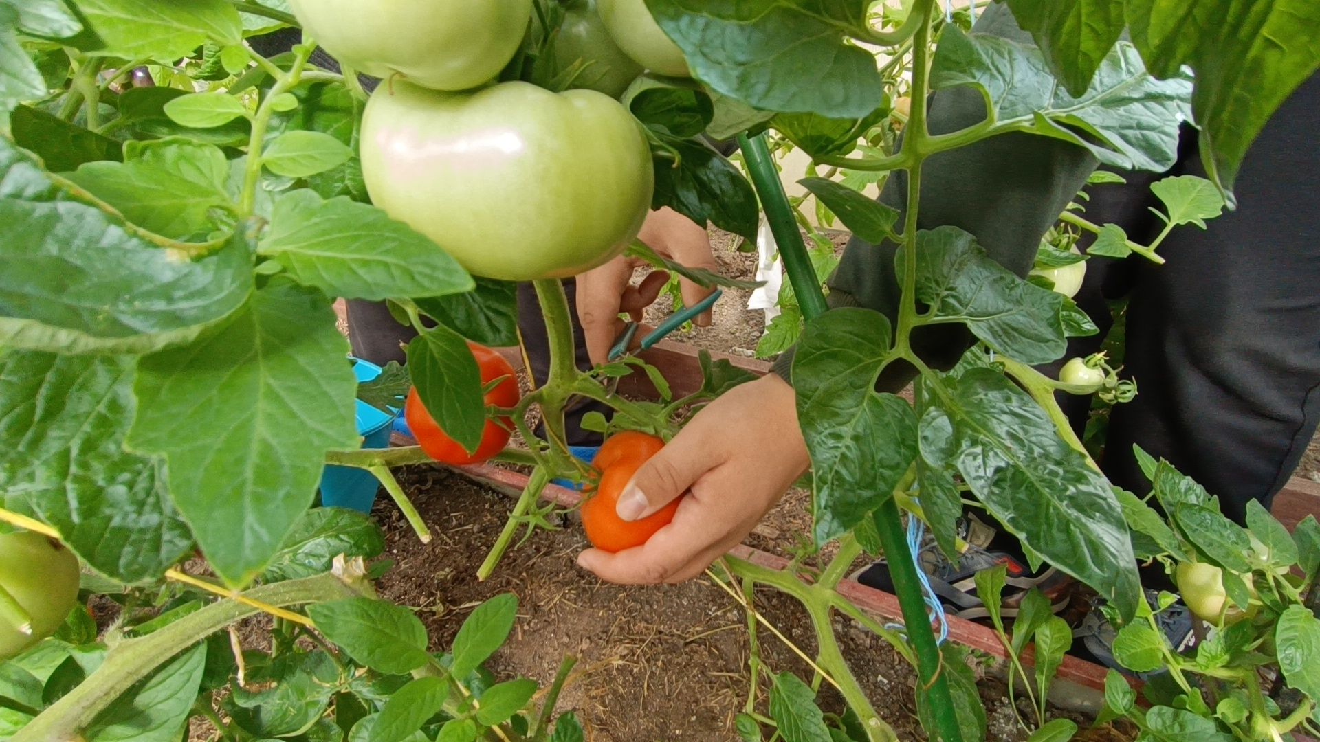 лобня, школа, урожай, овз,