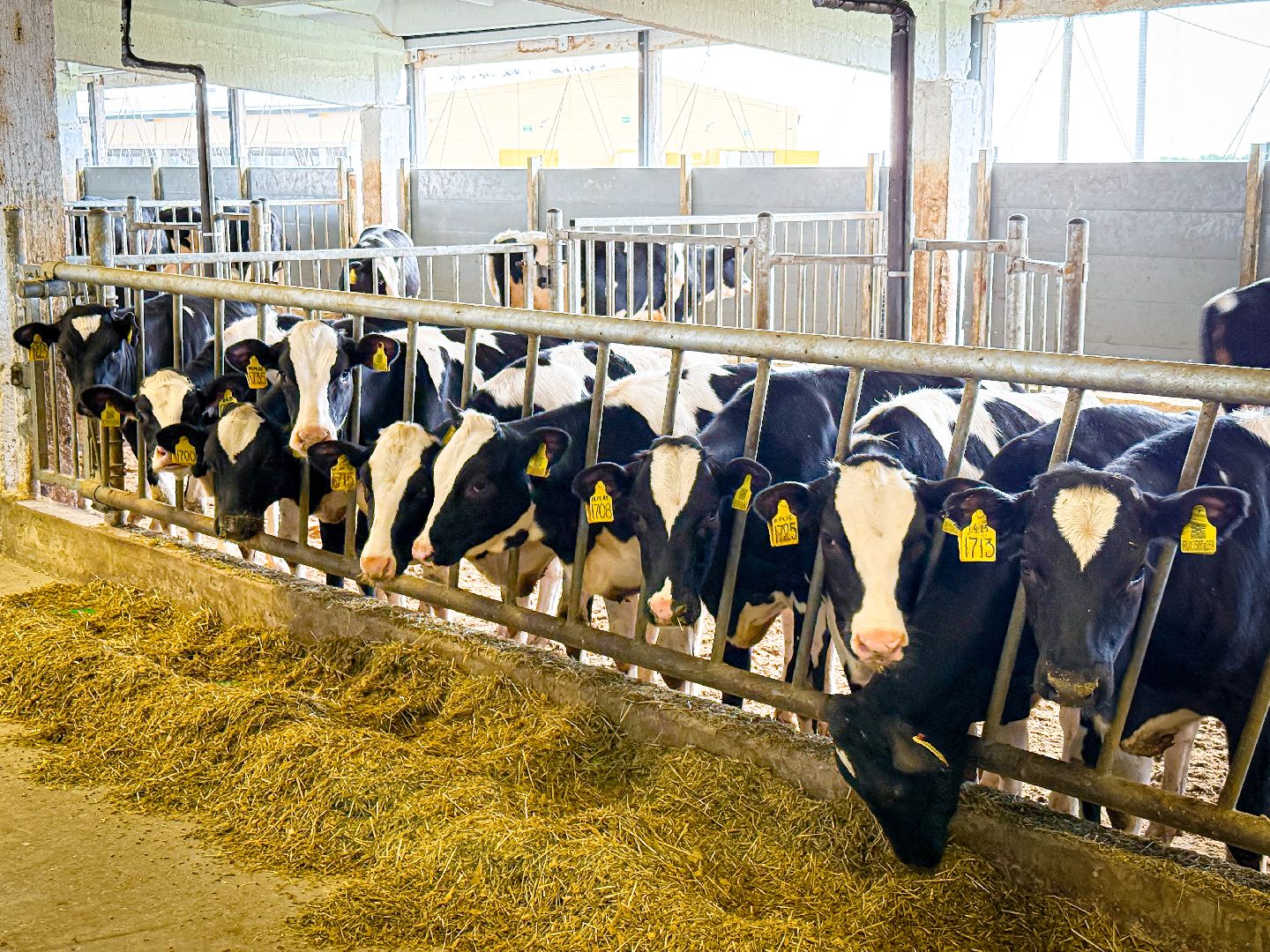 клин, экономика, строительство, сельское хозяйство, производство молока,