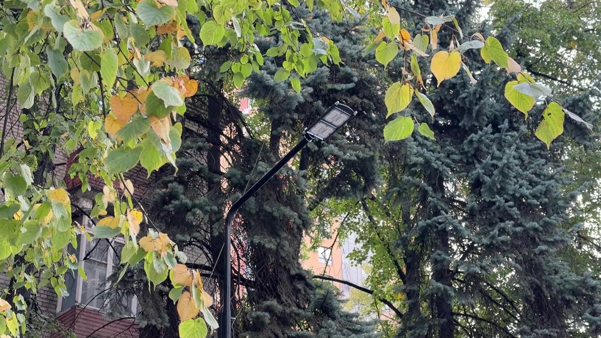 Реутов, сквер, посадка деревьев, бонсай,