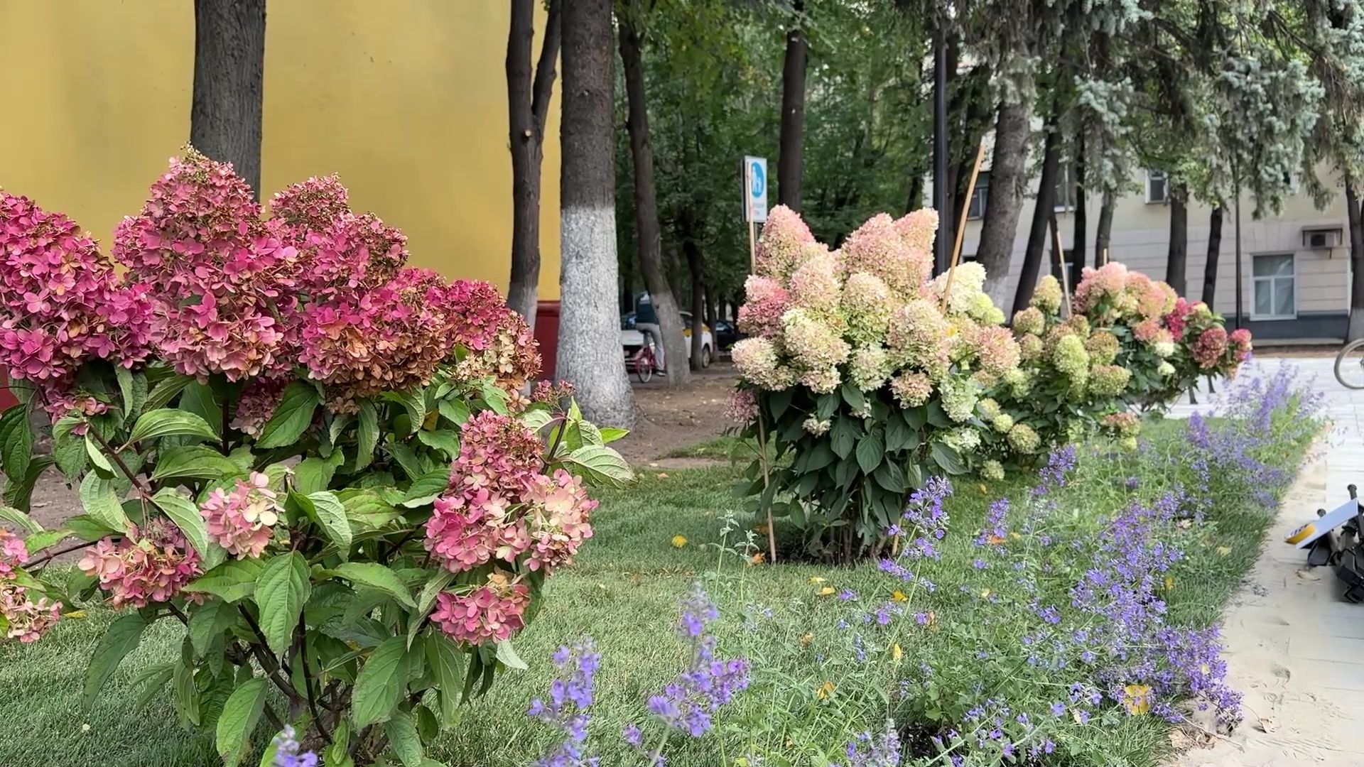 Реутов, сквер, посадка деревьев, бонсай,