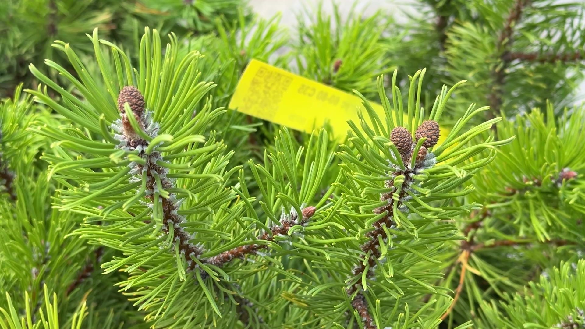 Реутов, сквер, посадка деревьев, бонсай,