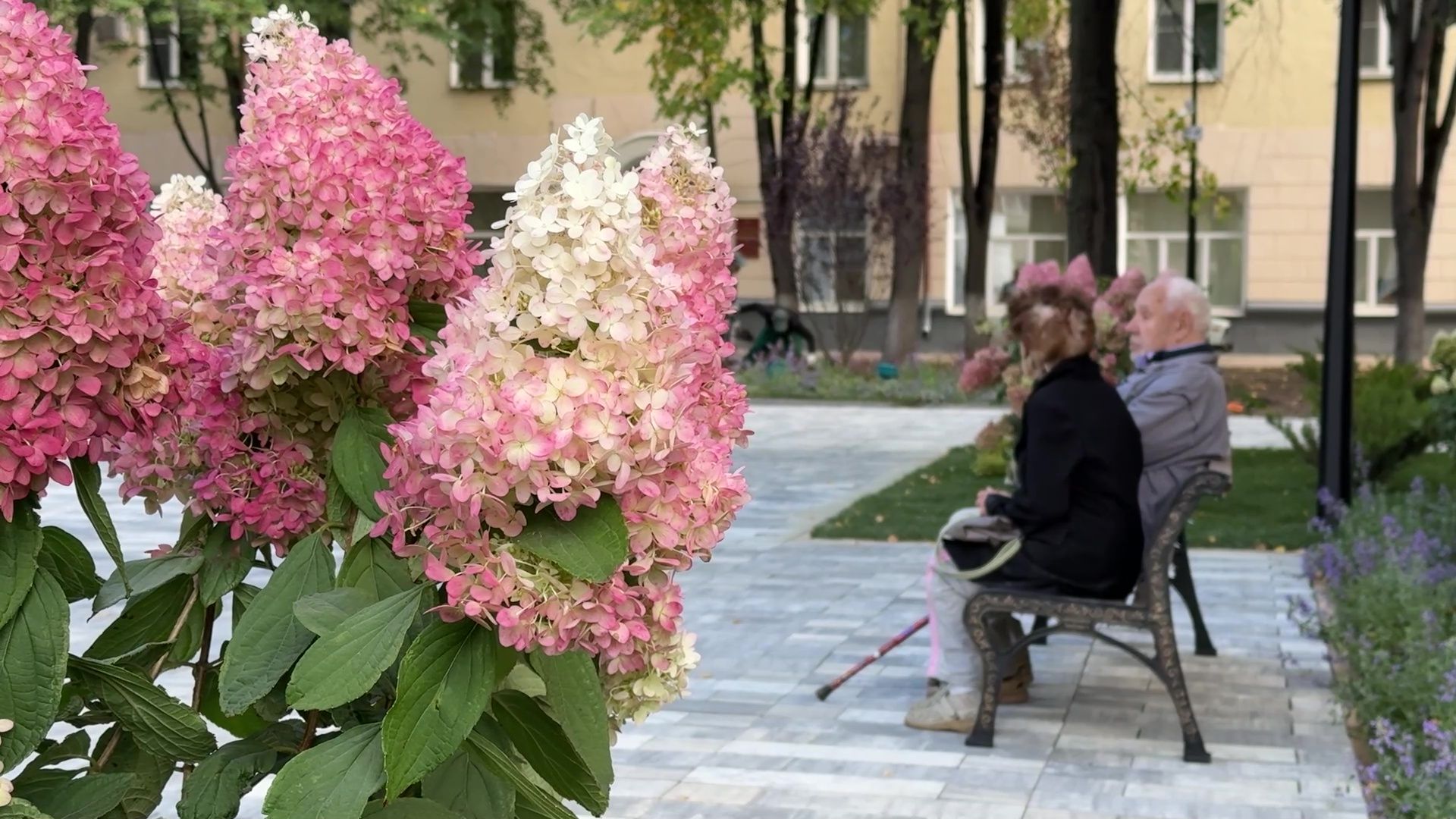 Реутов, сквер, посадка деревьев, бонсай,