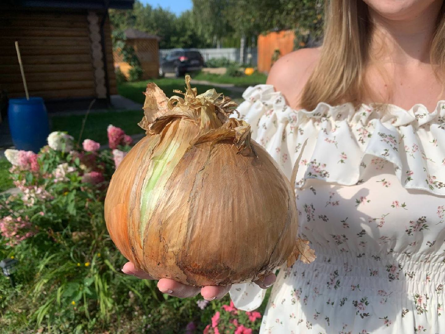 Алина Романова, тыква-гигант, садоводство, садовод-любитель, ступино,