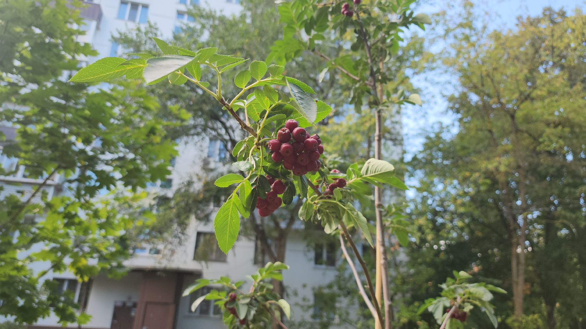 щёлково, благоустройство двора, чкаловский, новая детская площадка,