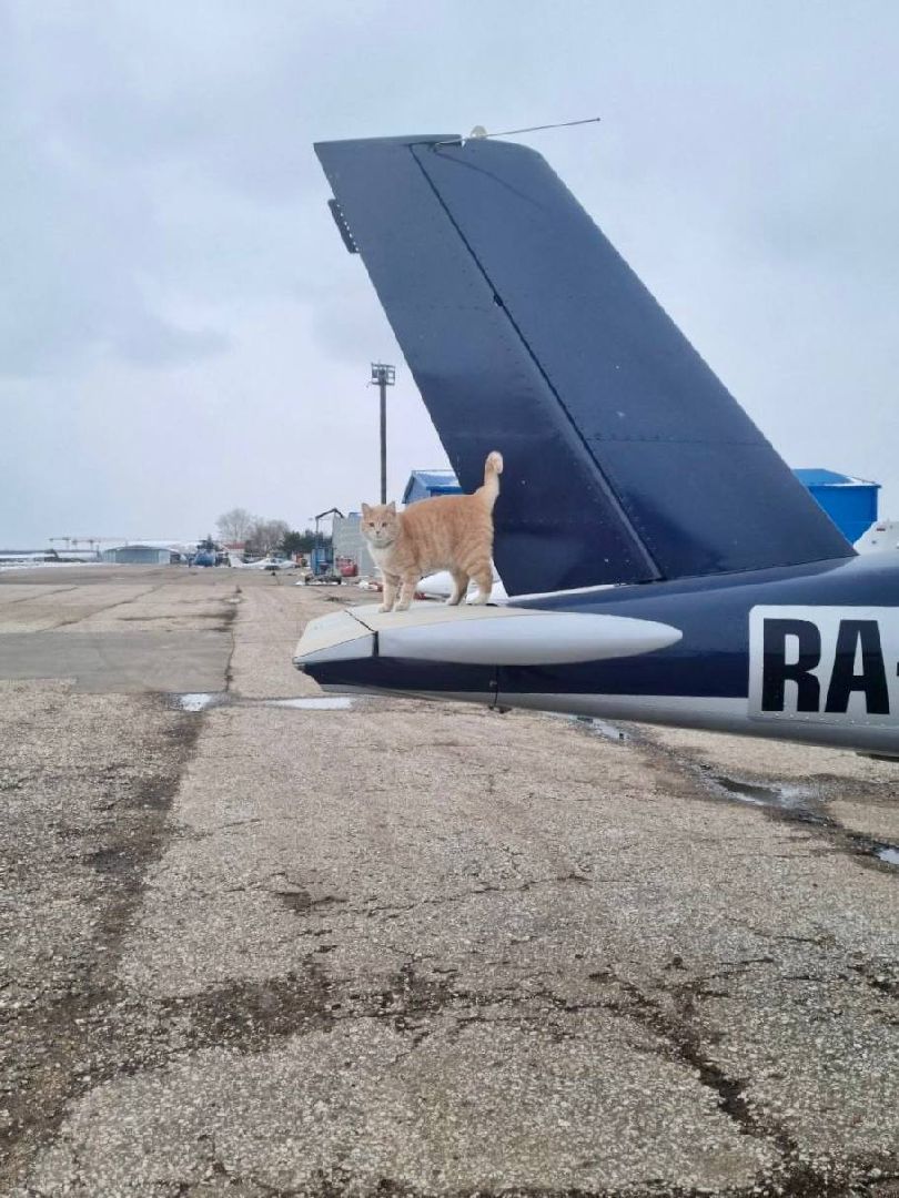 раменское, мячково, аэродром, аэродром мячково, самолеты, животные,истории о животных,