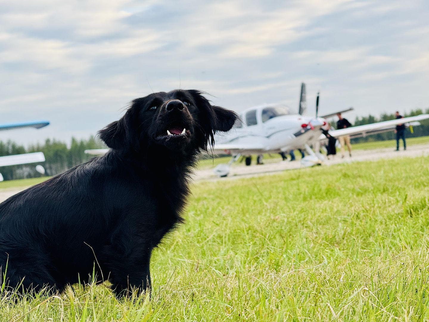 раменское, мячково, аэродром, аэродром мячково, самолеты, животные,истории о животных,