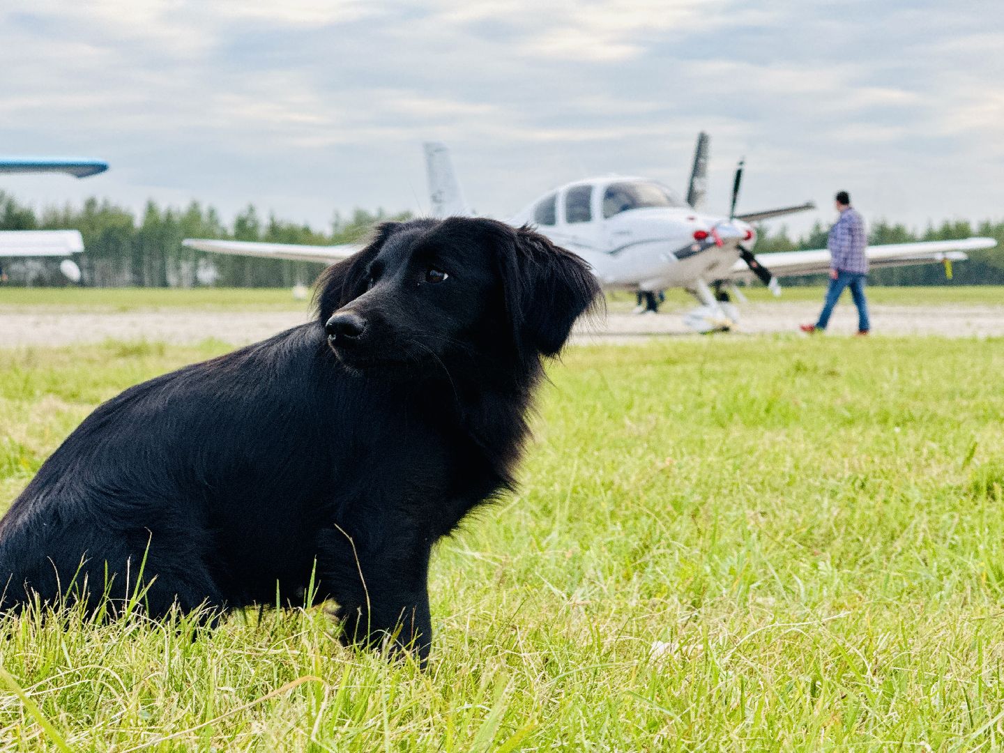 раменское, мячково, аэродром, аэродром мячково, самолеты, животные,истории о животных,