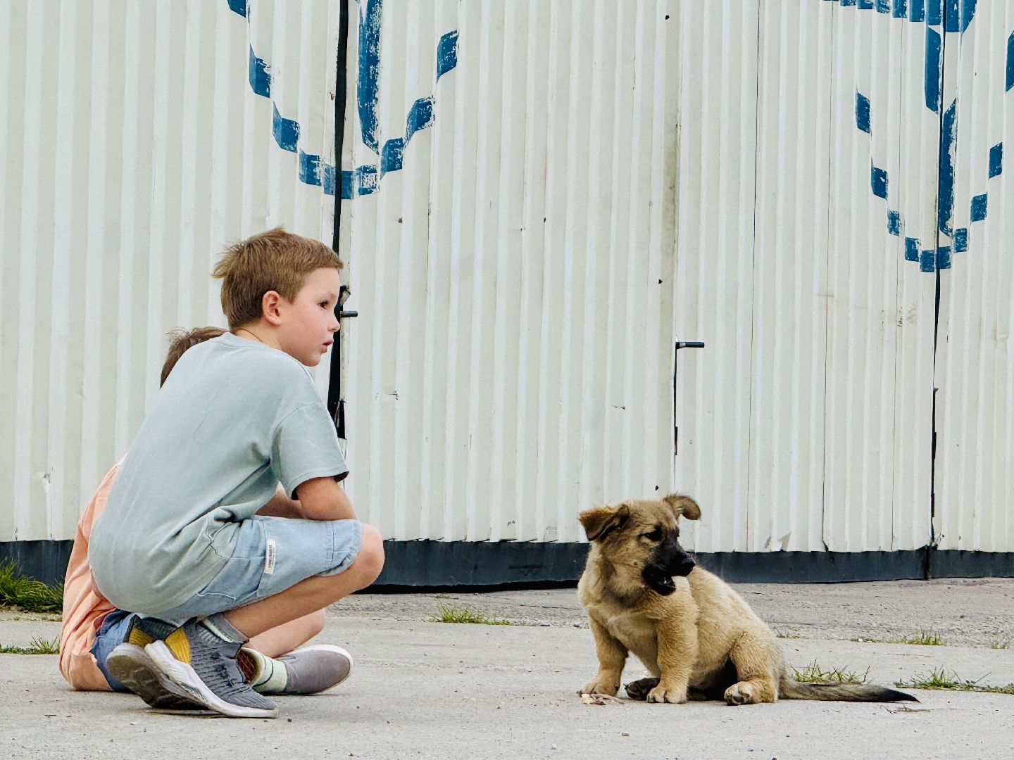 раменское, мячково, аэродром, аэродром мячково, самолеты, животные,истории о животных,
