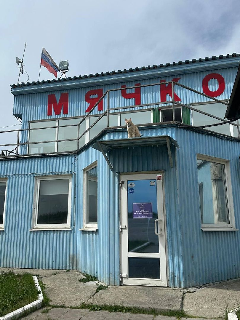 раменское, мячково, аэродром, аэродром мячково, самолеты, животные,истории о животных,