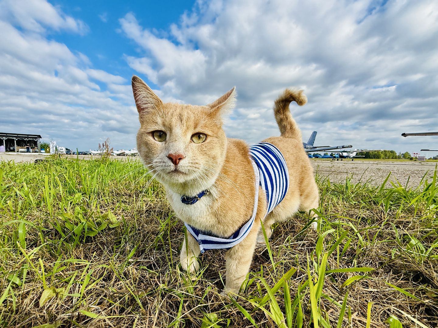 раменское, мячково, аэродром, аэродром мячково, самолеты, животные,истории о животных,