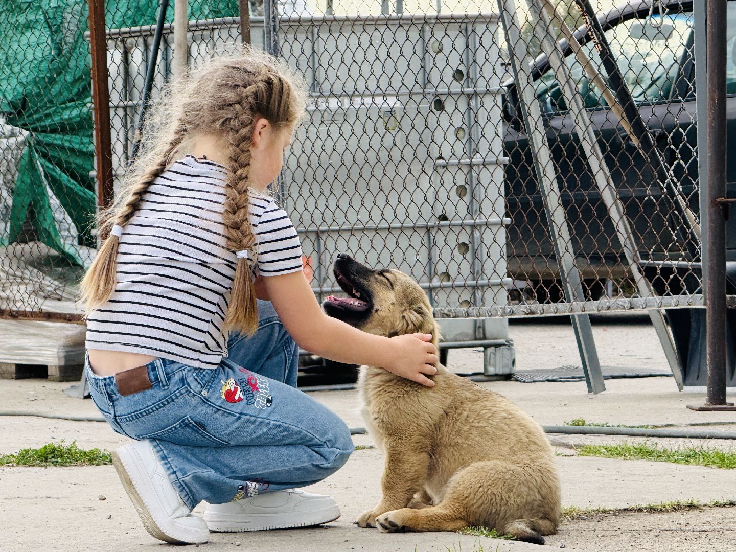 раменское, мячково, аэродром, аэродром мячково, самолеты, животные,истории о животных,