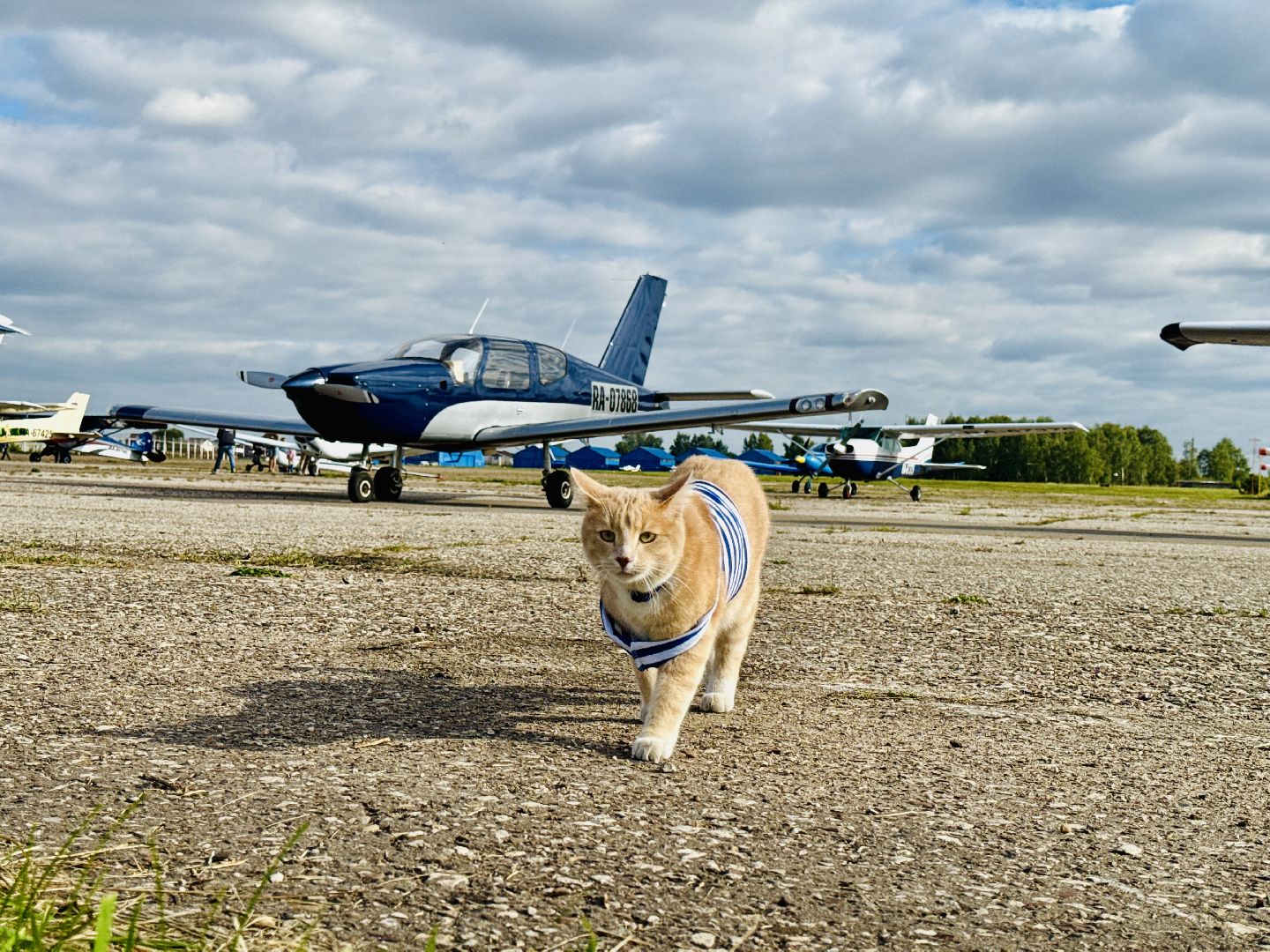 раменское, мячково, аэродром, аэродром мячково, самолеты, животные,истории о животных,