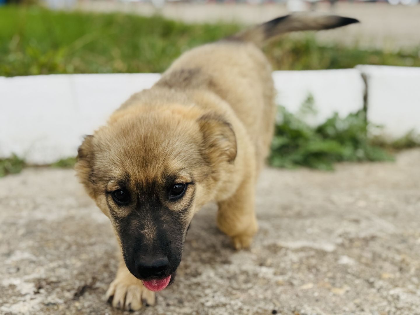 раменское, мячково, аэродром, аэродром мячково, самолеты, животные,истории о животных,
