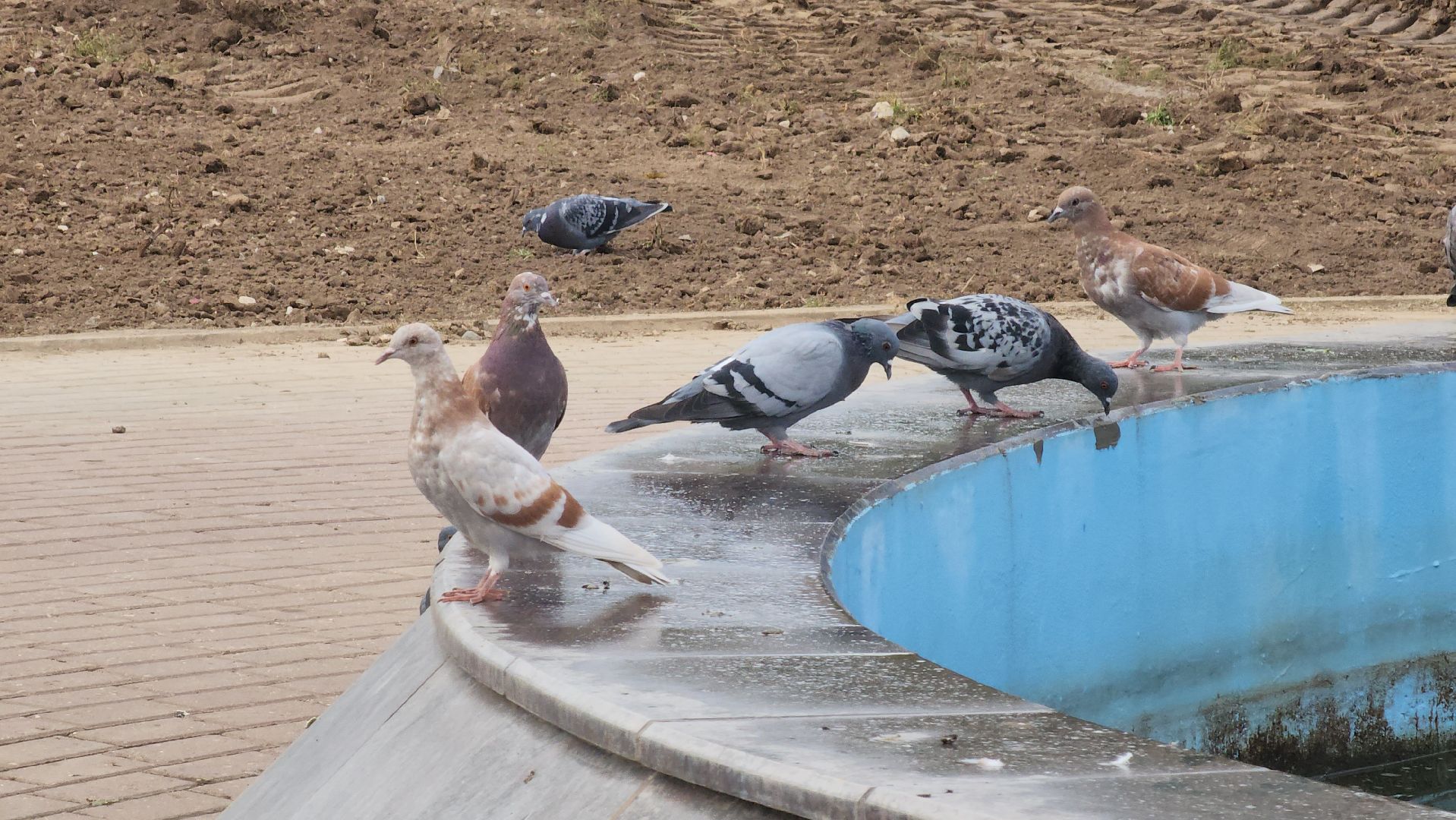 кашира, благоустройство, сквер, место отдыха, газоны, тротуары,