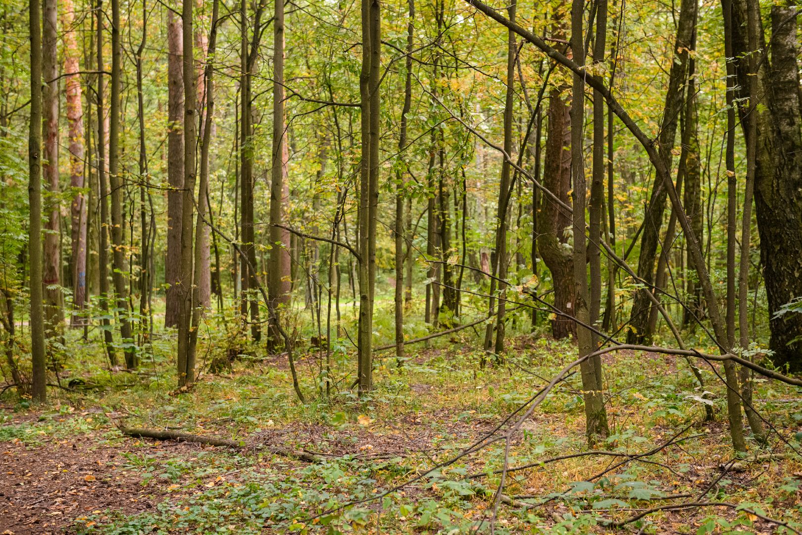 грибники, грибы, лыткарино, волкуша, белые медведи,