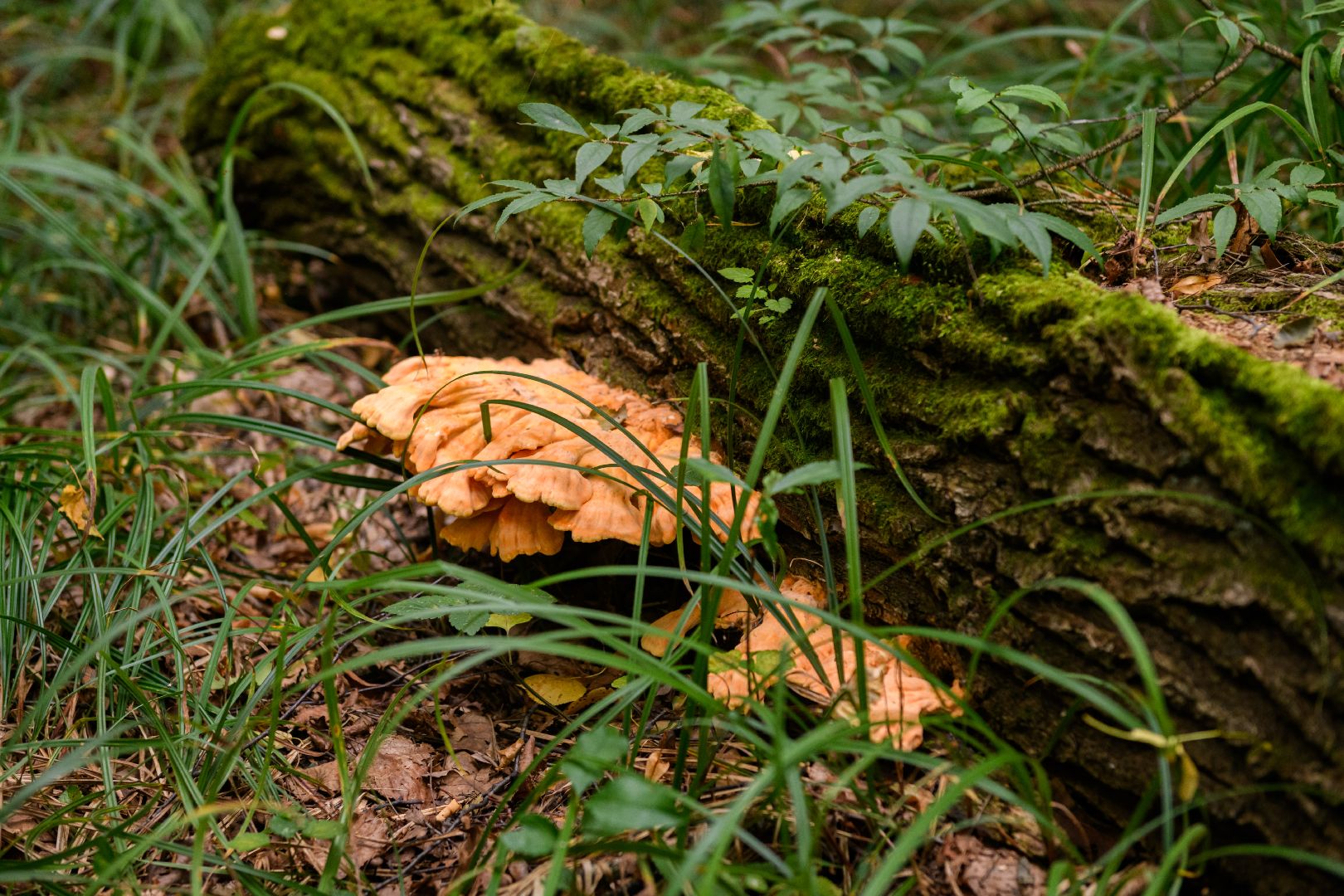 грибники, грибы, лыткарино, волкуша, белые медведи,
