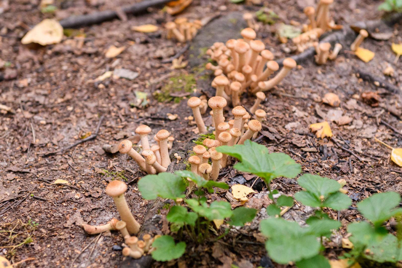 грибники, грибы, лыткарино, волкуша, белые медведи,