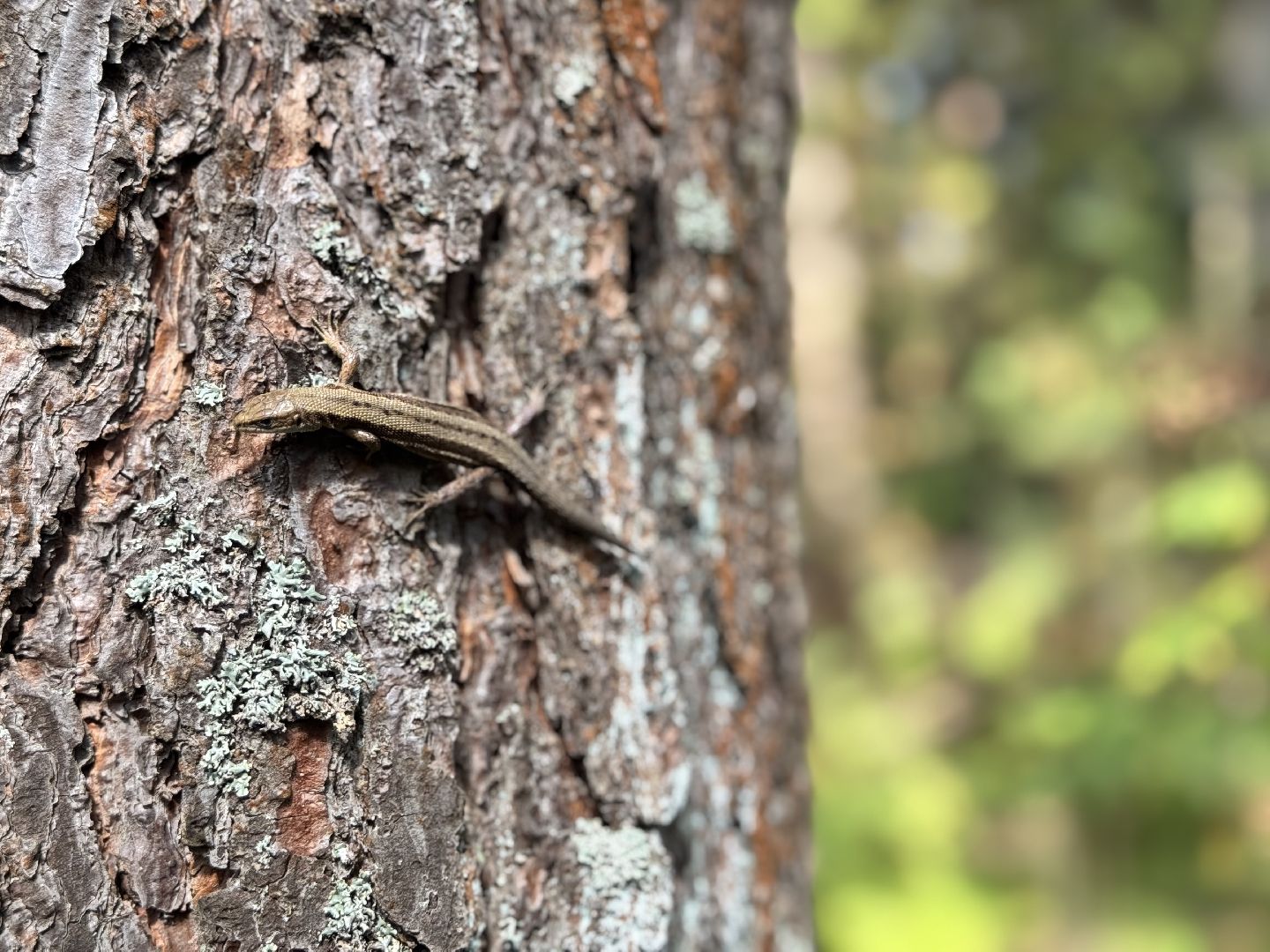 шаховская, тихая охота, грибы, грибник, грибы в лесу,