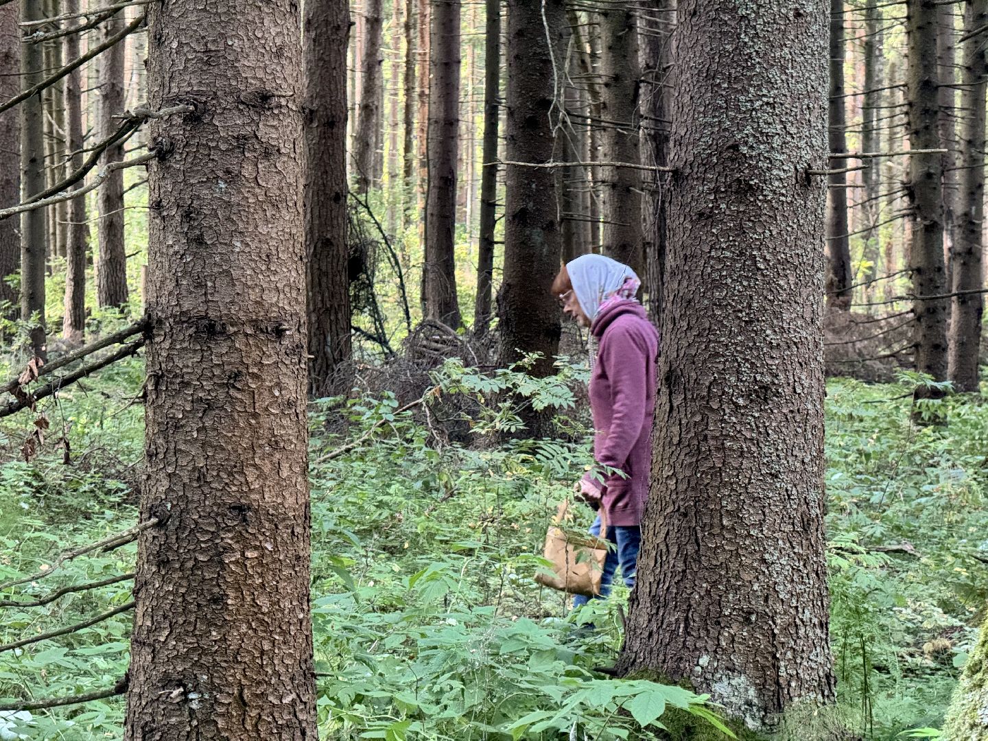 шаховская, тихая охота, грибы, грибник, грибы в лесу,